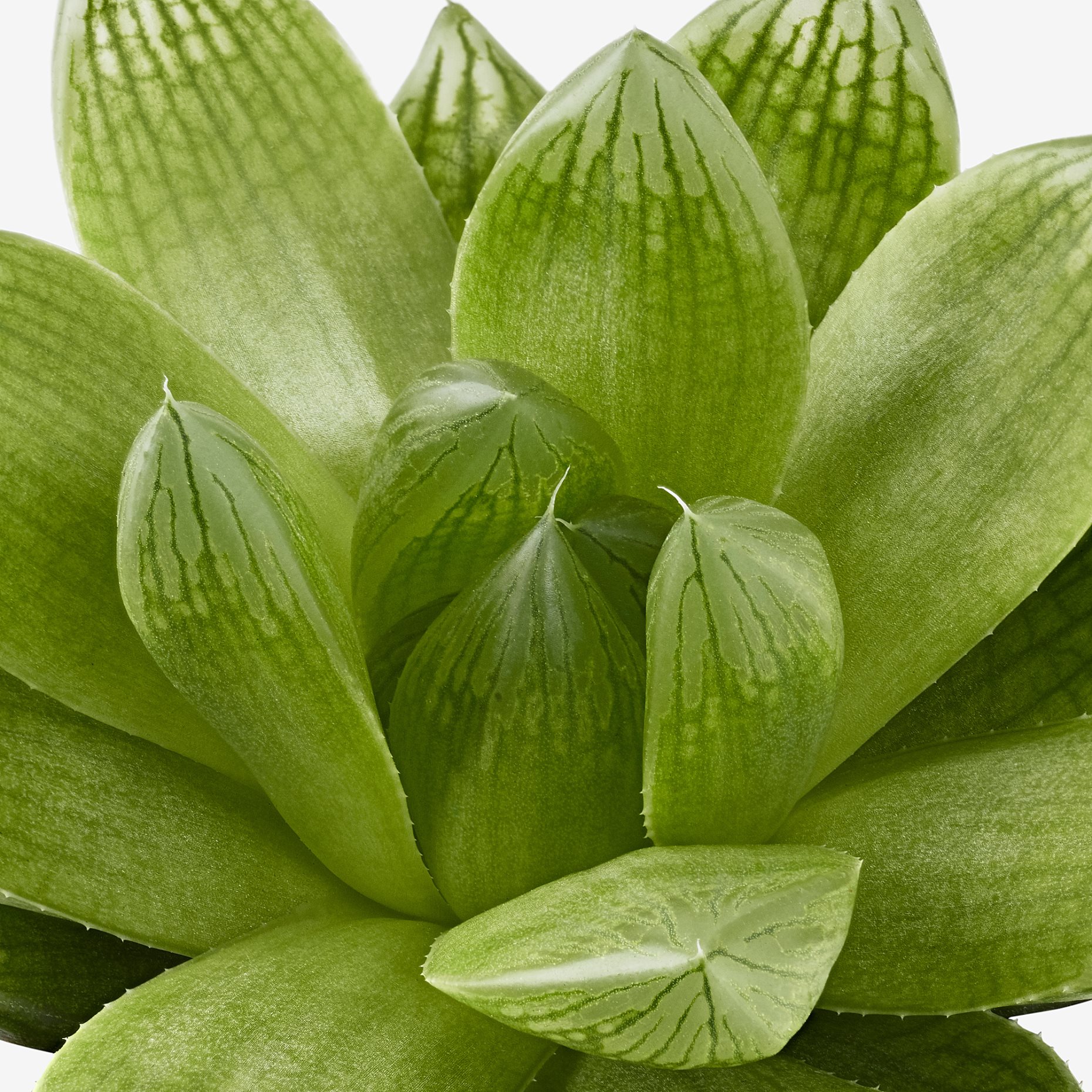 SUCCULENT, саксийно растение, микс, 103.110.06