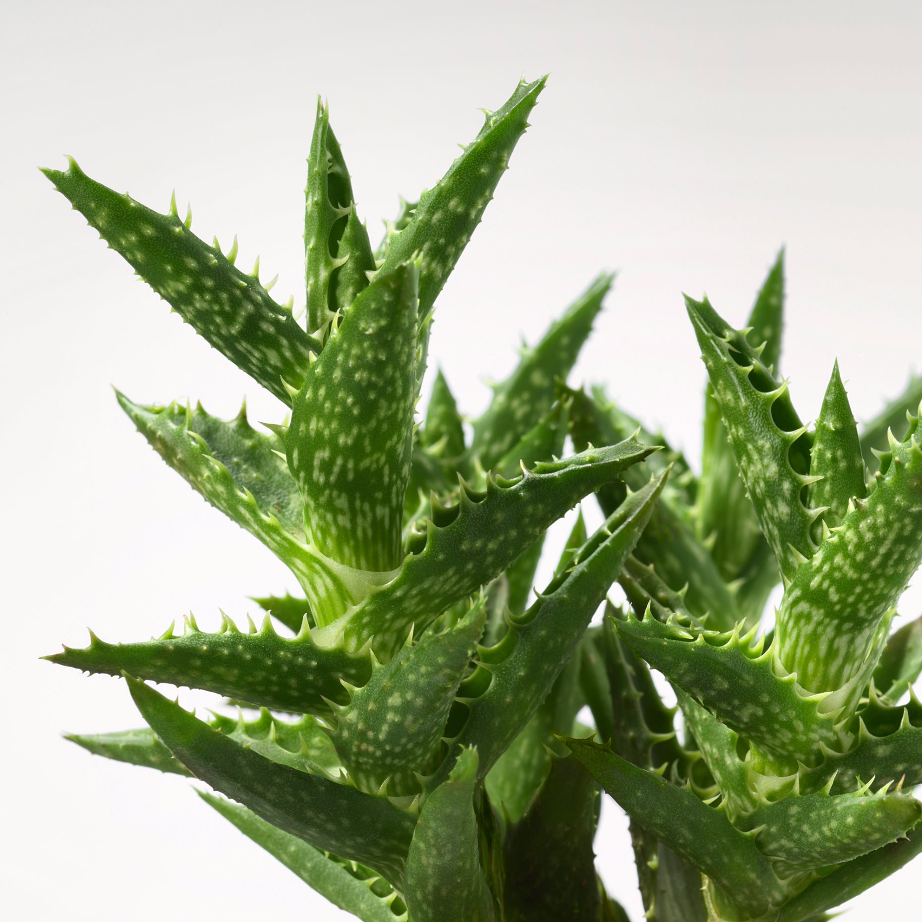 SUCCULENT, саксийно растение, микс, 103.110.06