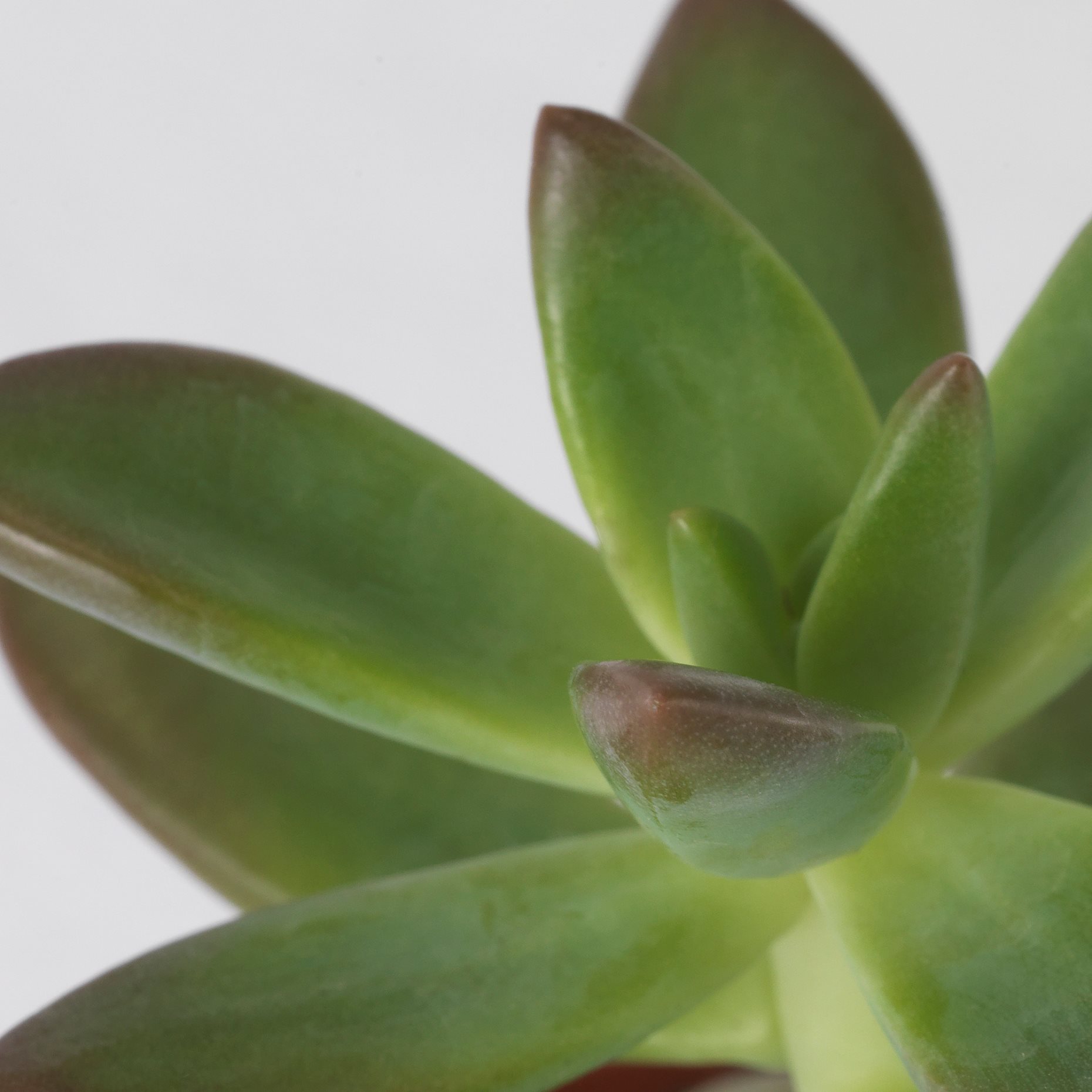 SUCCULENT, саксийно растение, микс, 103.110.06