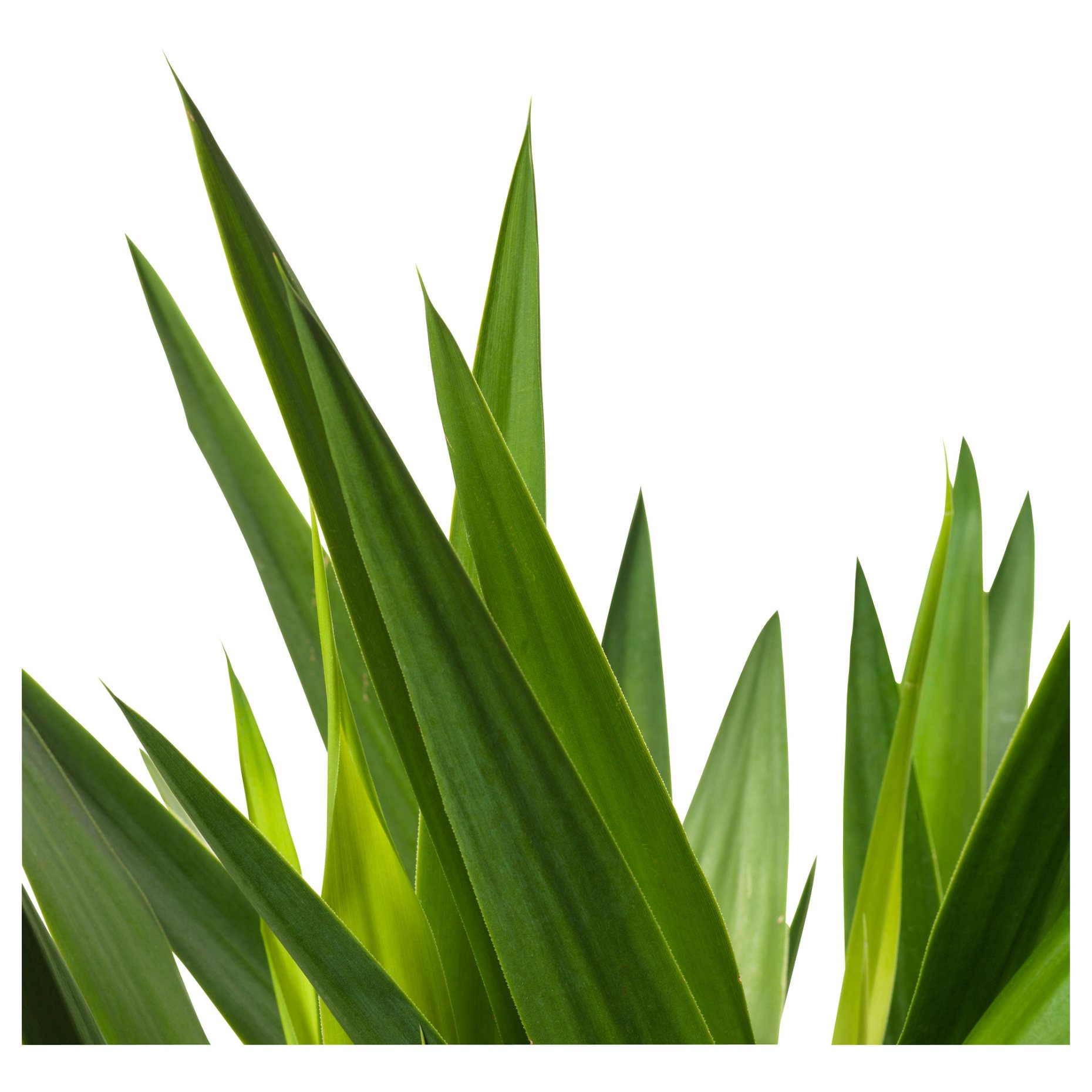 YUCCA, Саксийно растение, 103.293.08