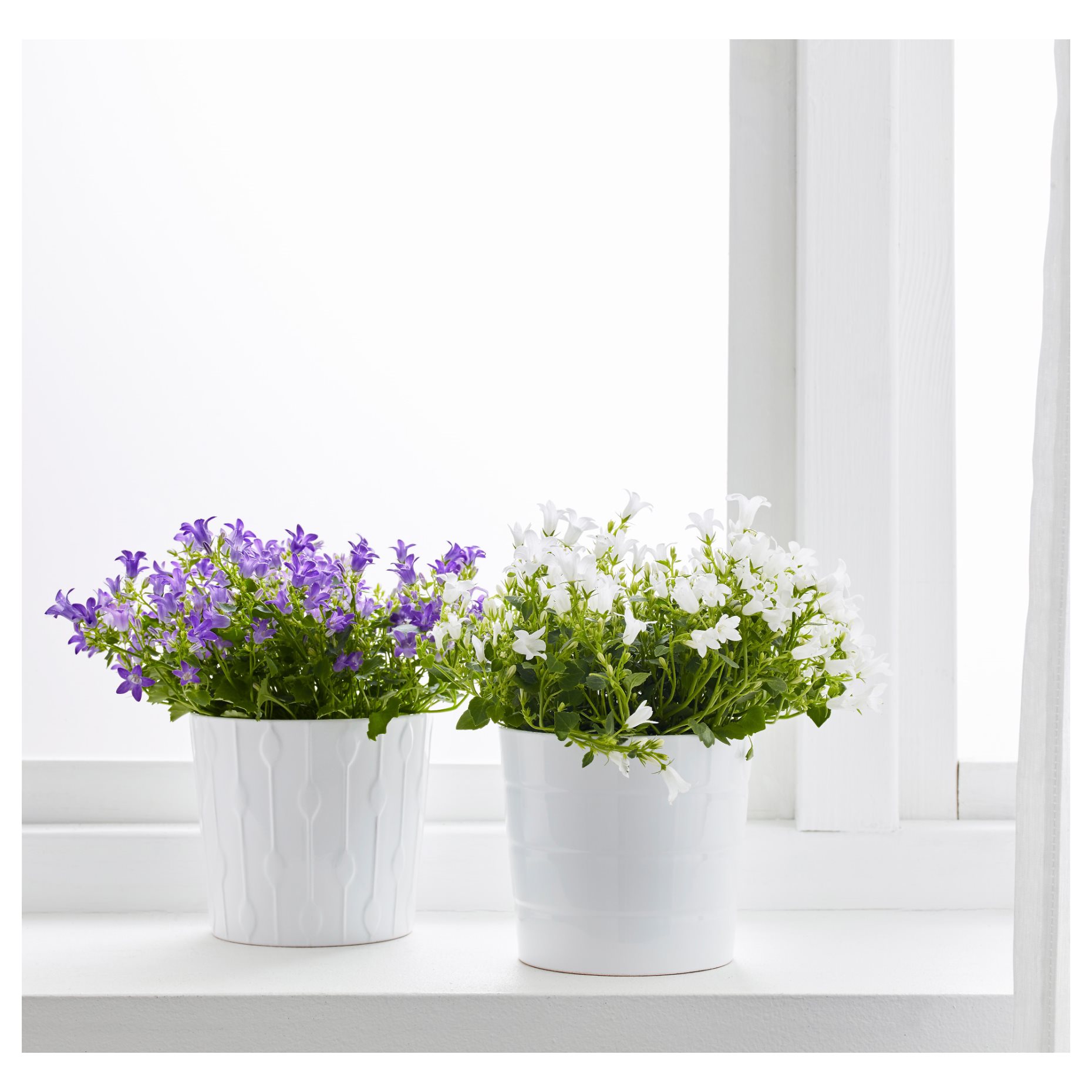 CAMPANULA PORTENSCHLAGIANA, саксийно растение, Камбанка, 10.5 см, 106.127.59
