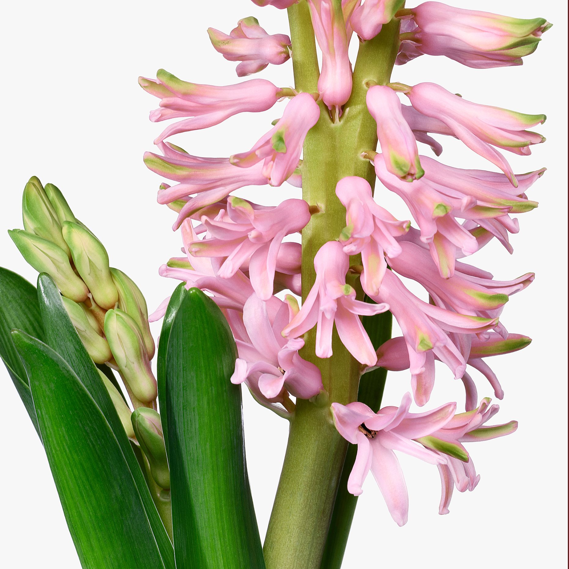HYACINTHUS, саксийно растение, 12 см, 306.127.63