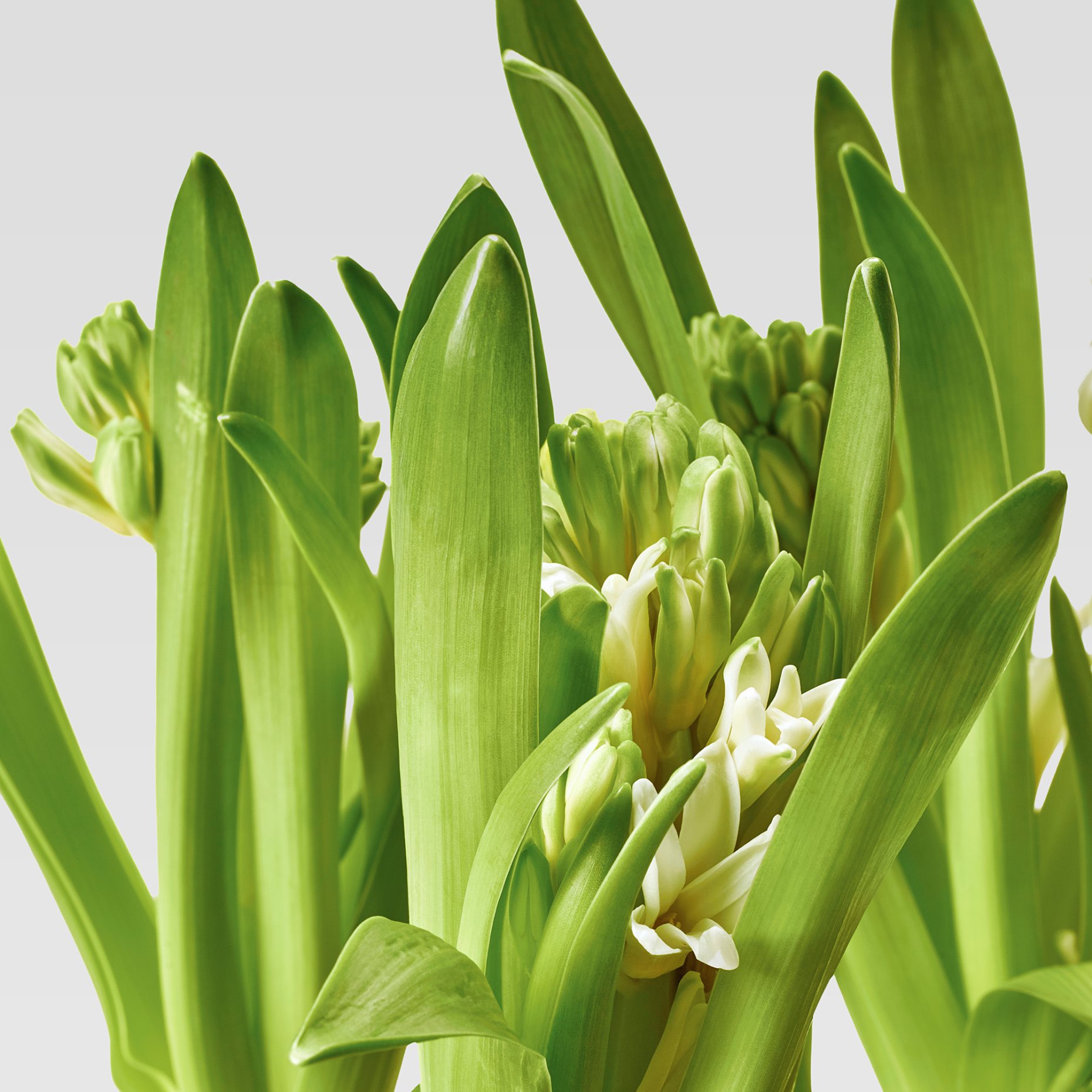 HYACINTHUS, саксийно растение, 12 см, 306.127.63