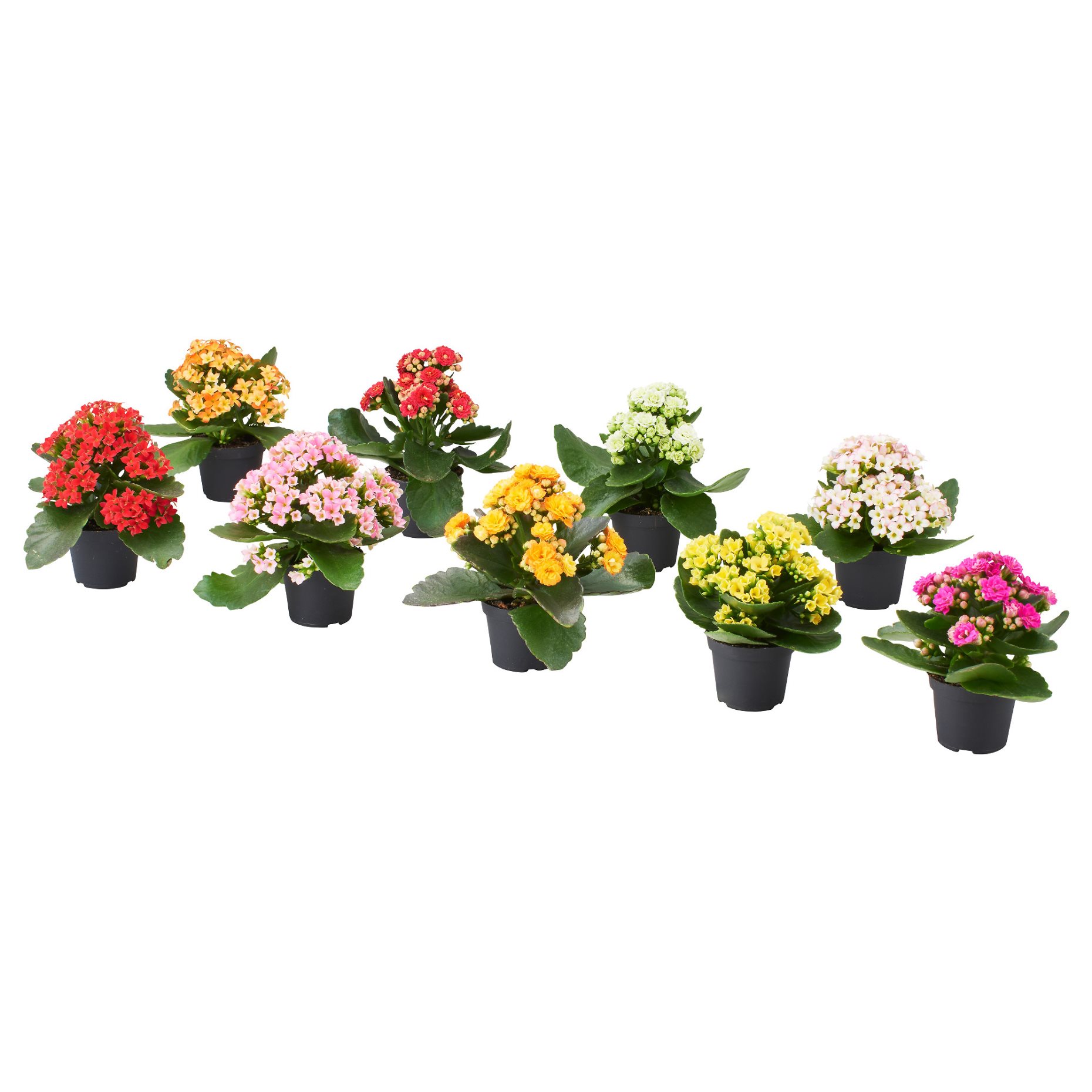 KALANCHOE, саксийно растение, каланхое, 6 см, 506.293.38