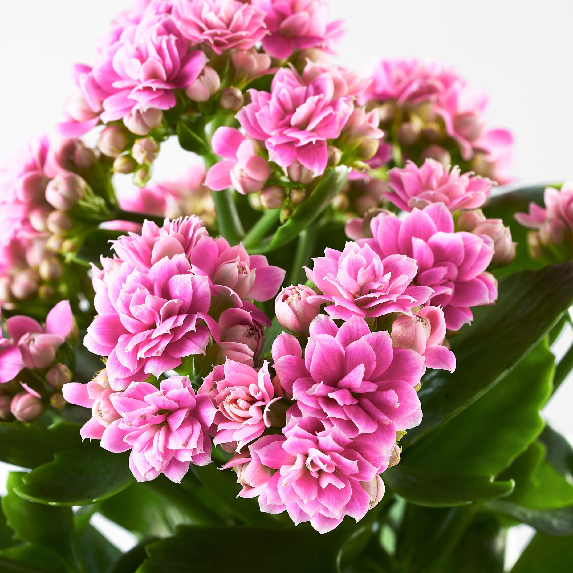 KALANCHOE, саксийно растение, каланхое, 6 см, 506.293.38