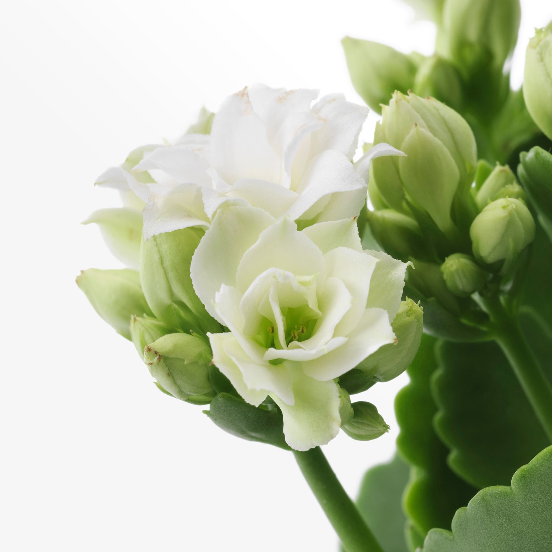 KALANCHOE, саксийно растение, каланхое, 6 см, 506.293.38