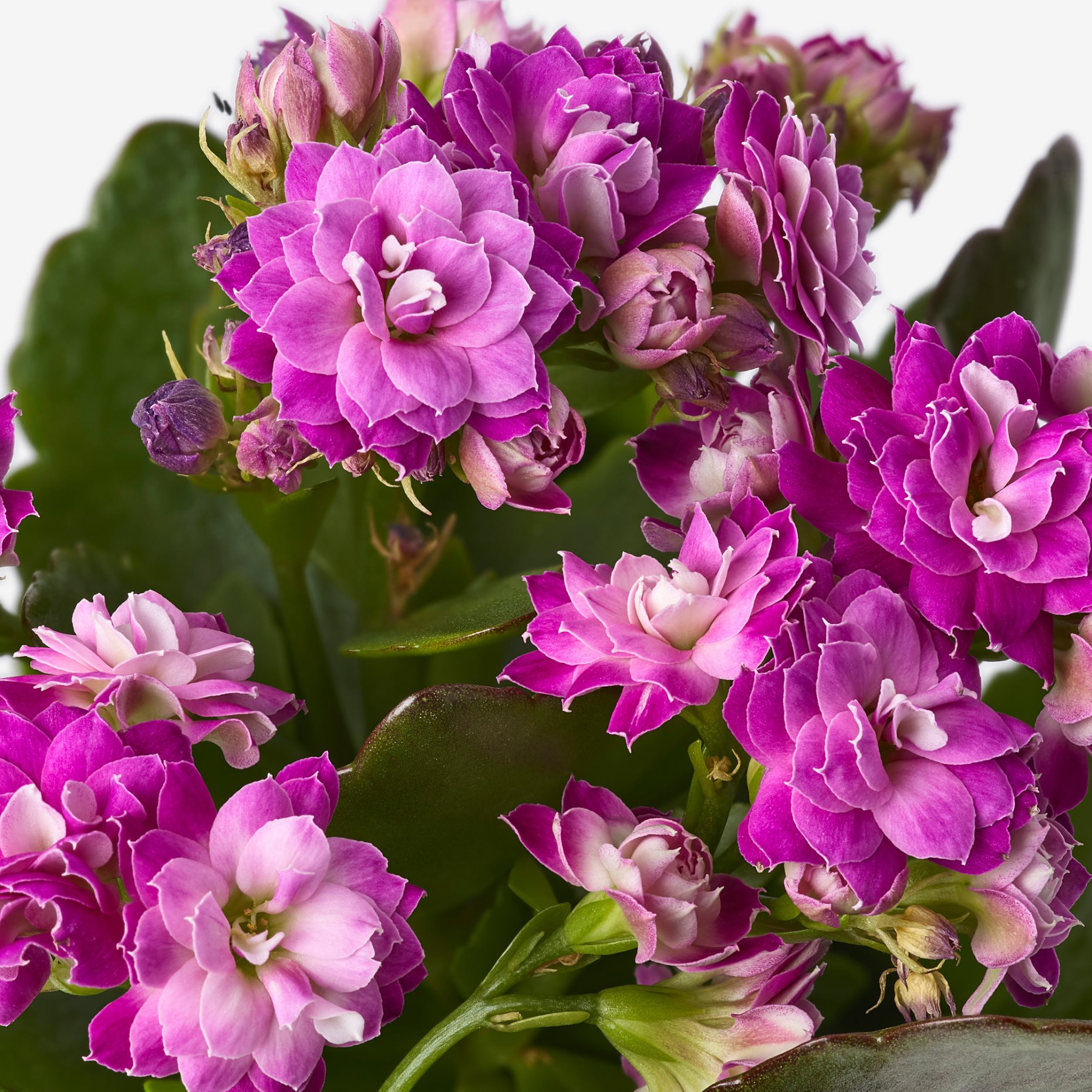 KALANCHOE, саксийно растение, каланхое, 6 см, 506.293.38