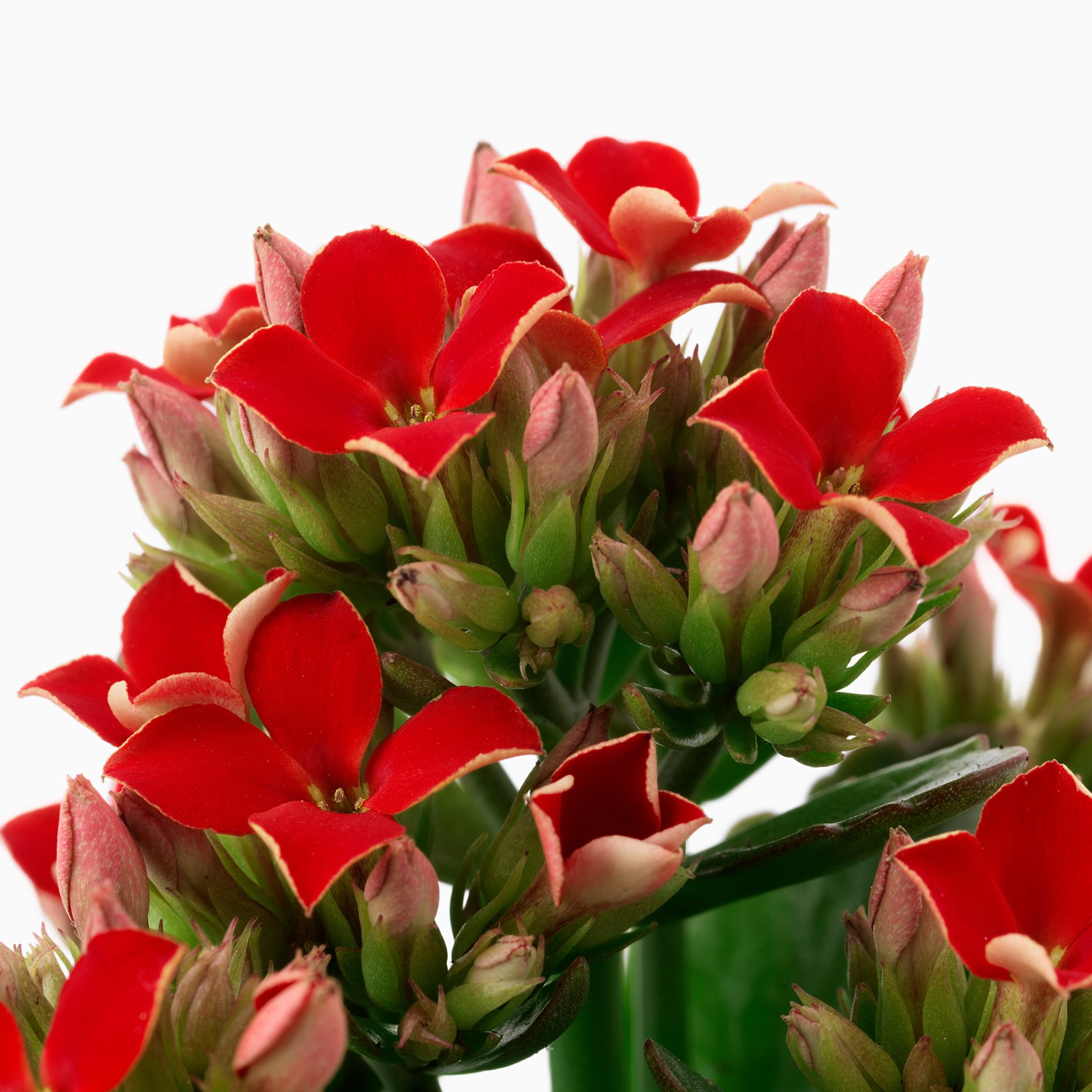 KALANCHOE, саксийно растение, каланхое, 6 см, 506.293.38