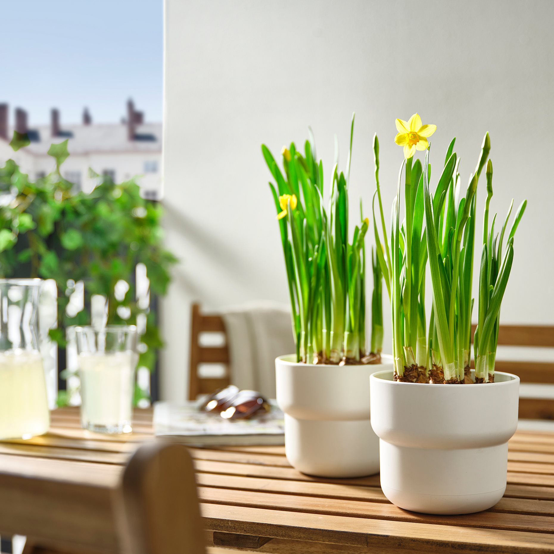 NARCISSUS, саксийно растение, Нарцис, 12 см, 806.127.65