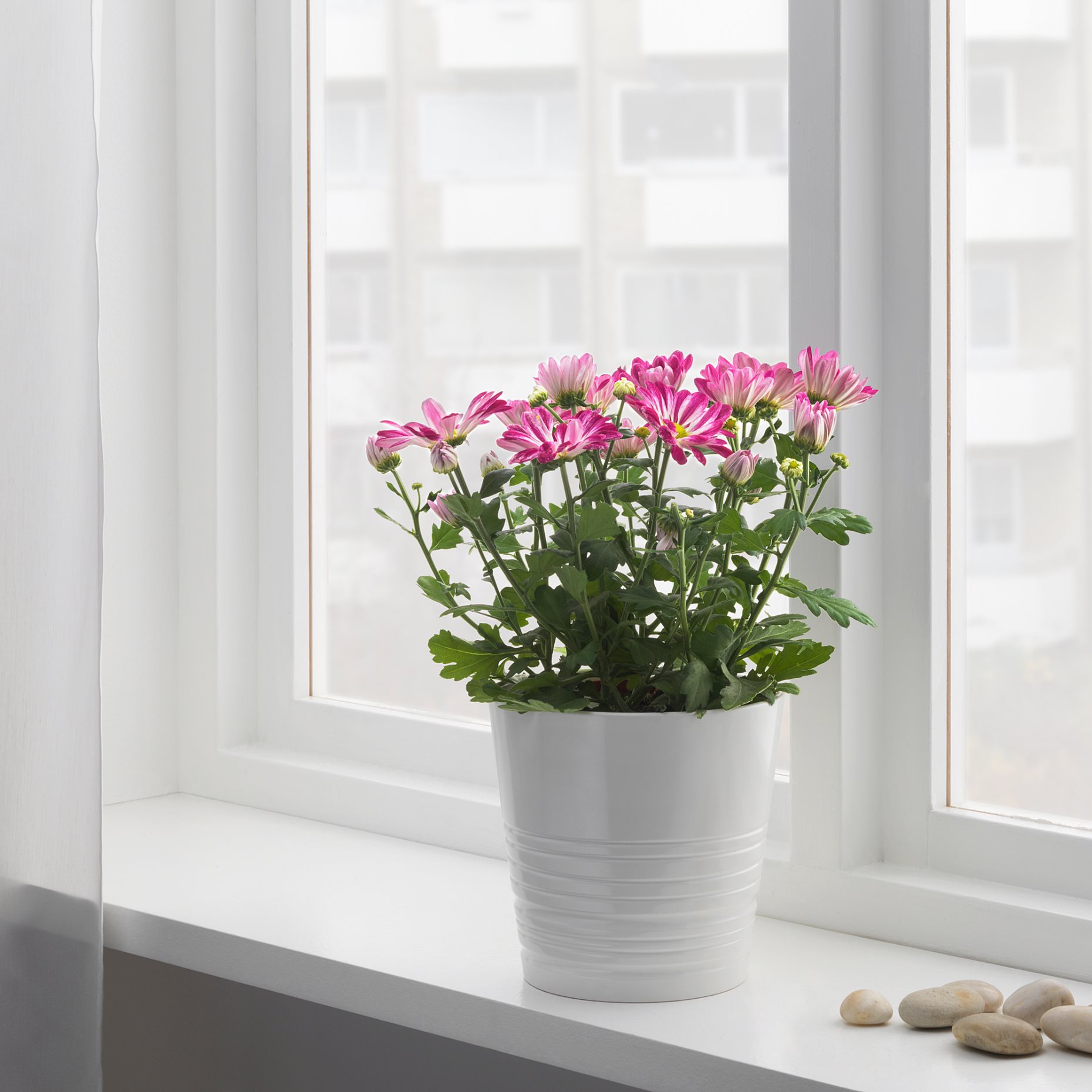 CHRYSANTHEMUM, саксийно растение, Хризантеми, 15 см, 906.127.60