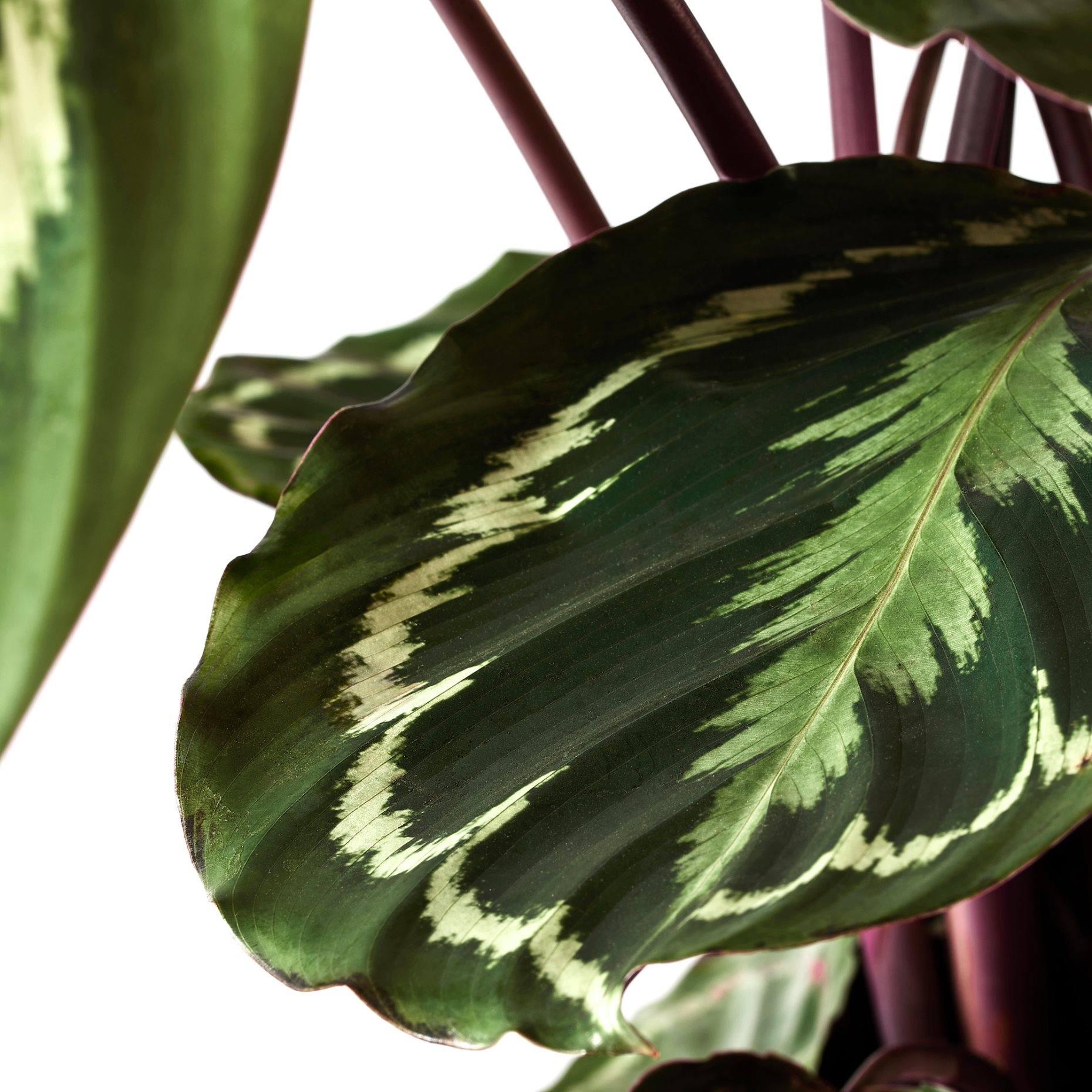 CALATHEA, саксийно растение, 19 см, Калатея/микс, 102.588.29