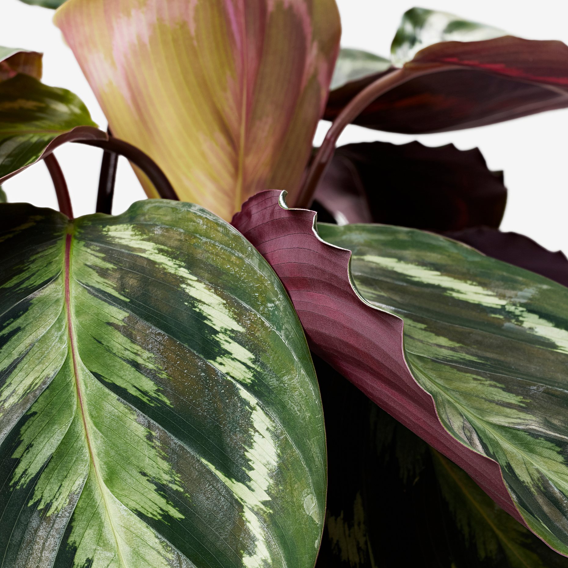 CALATHEA, саксийно растение, 19 см, Калатея/микс, 102.588.29