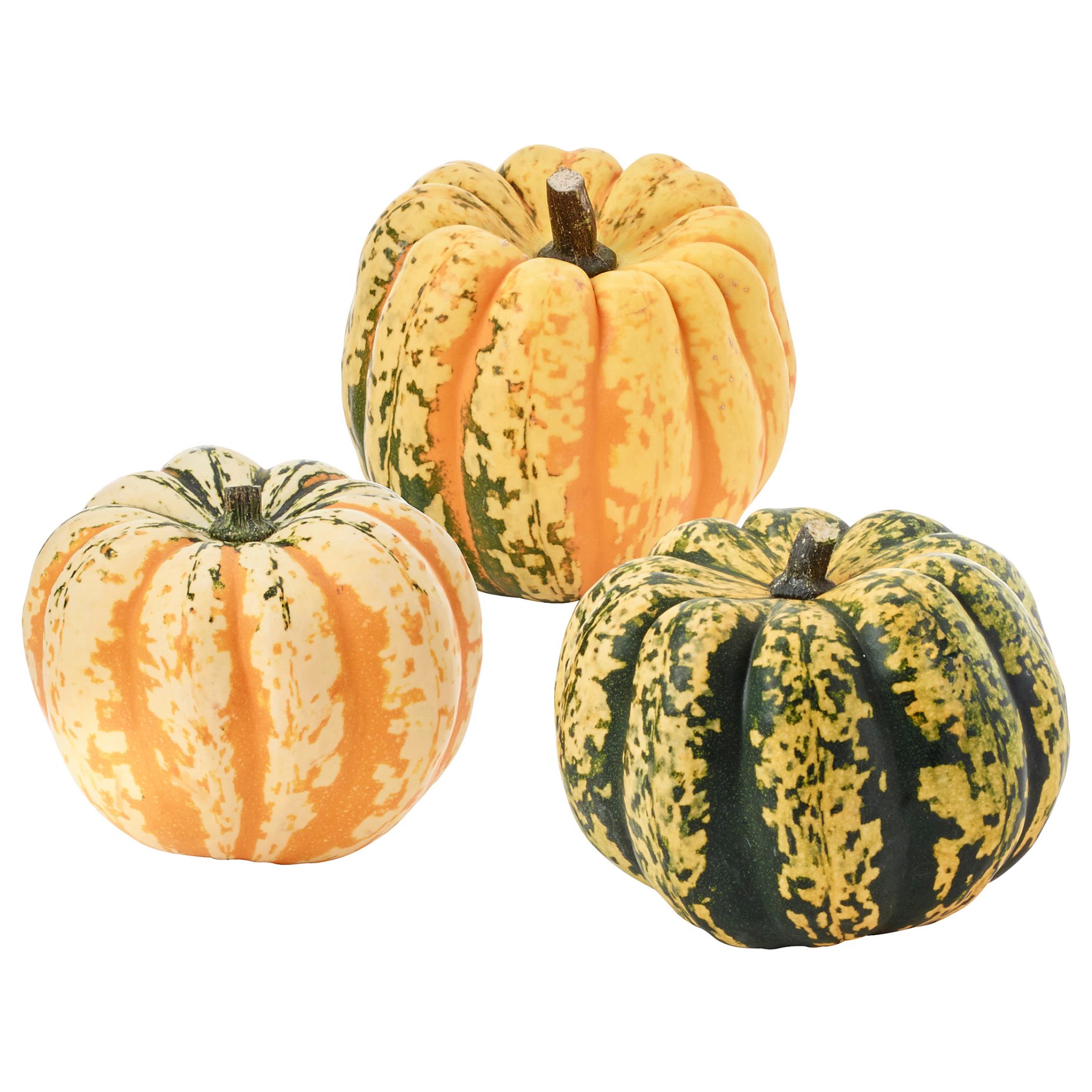 CUCURBITA, декорация, тиква, 106.293.35