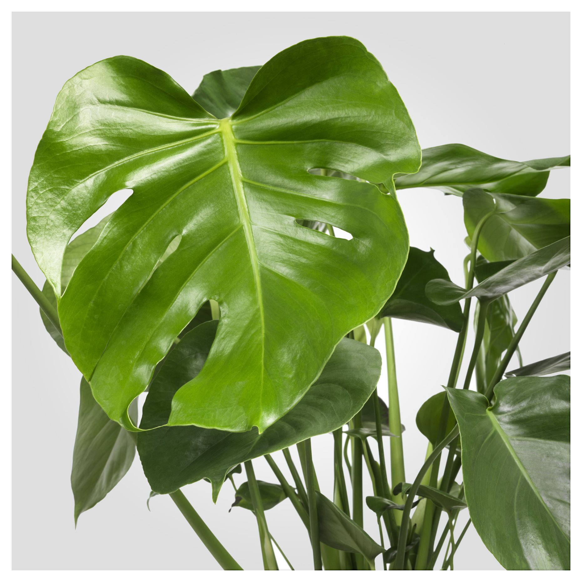 MONSTERA, саксийно растение, Монстера, 303.494.90
