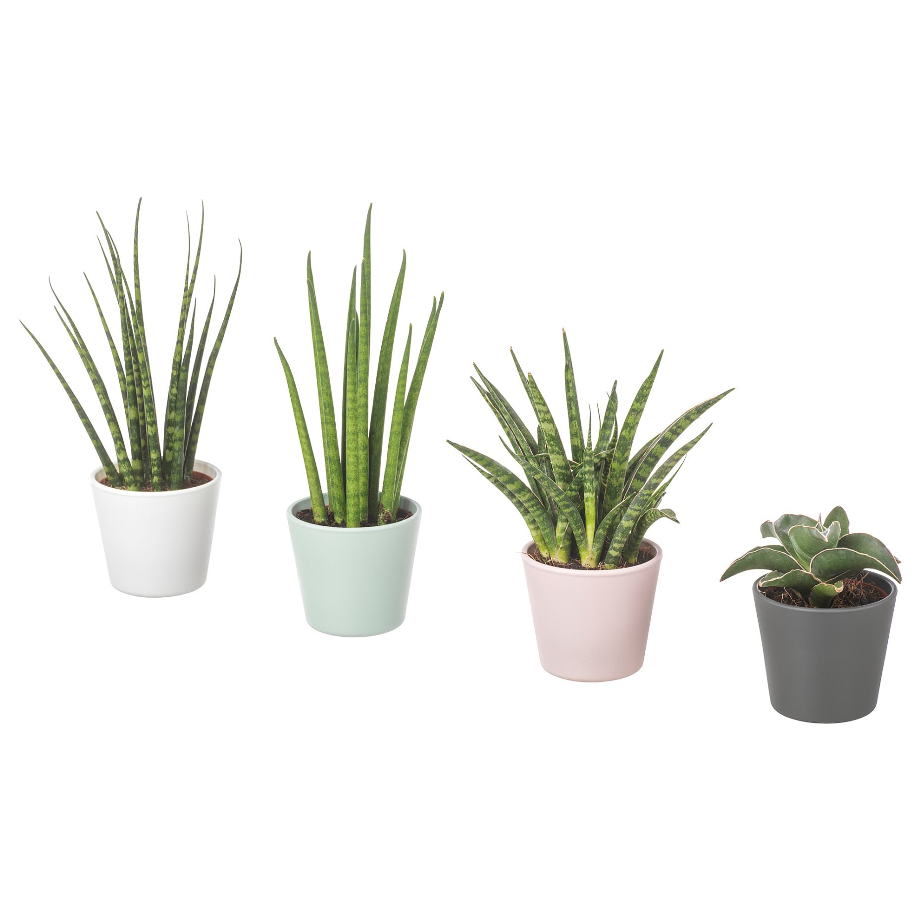 SANSEVIERIA, саксийно растение+саксия, Сансевиера цилиндрика, 304.020.34