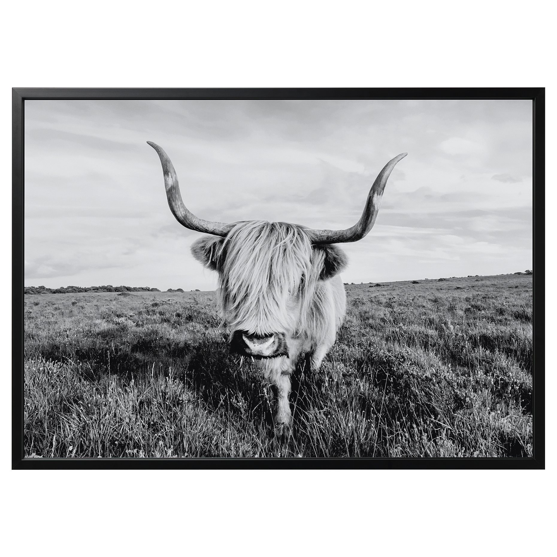 BJÖRKSTA, картина с рамка, "Любопитна крава", 495.089.12