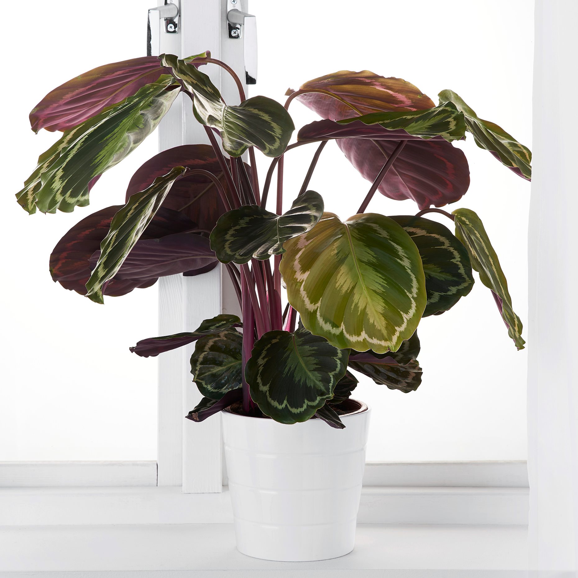 CALATHEA, саксийно растение, 19 см, Калатея/микс, 102.588.29