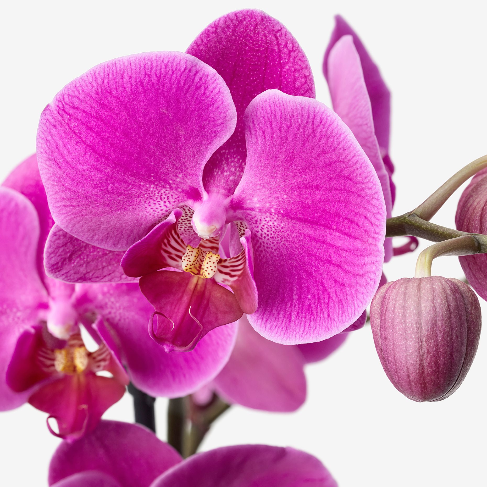 PHALAENOPSIS, саксийно растение, 103.033.65