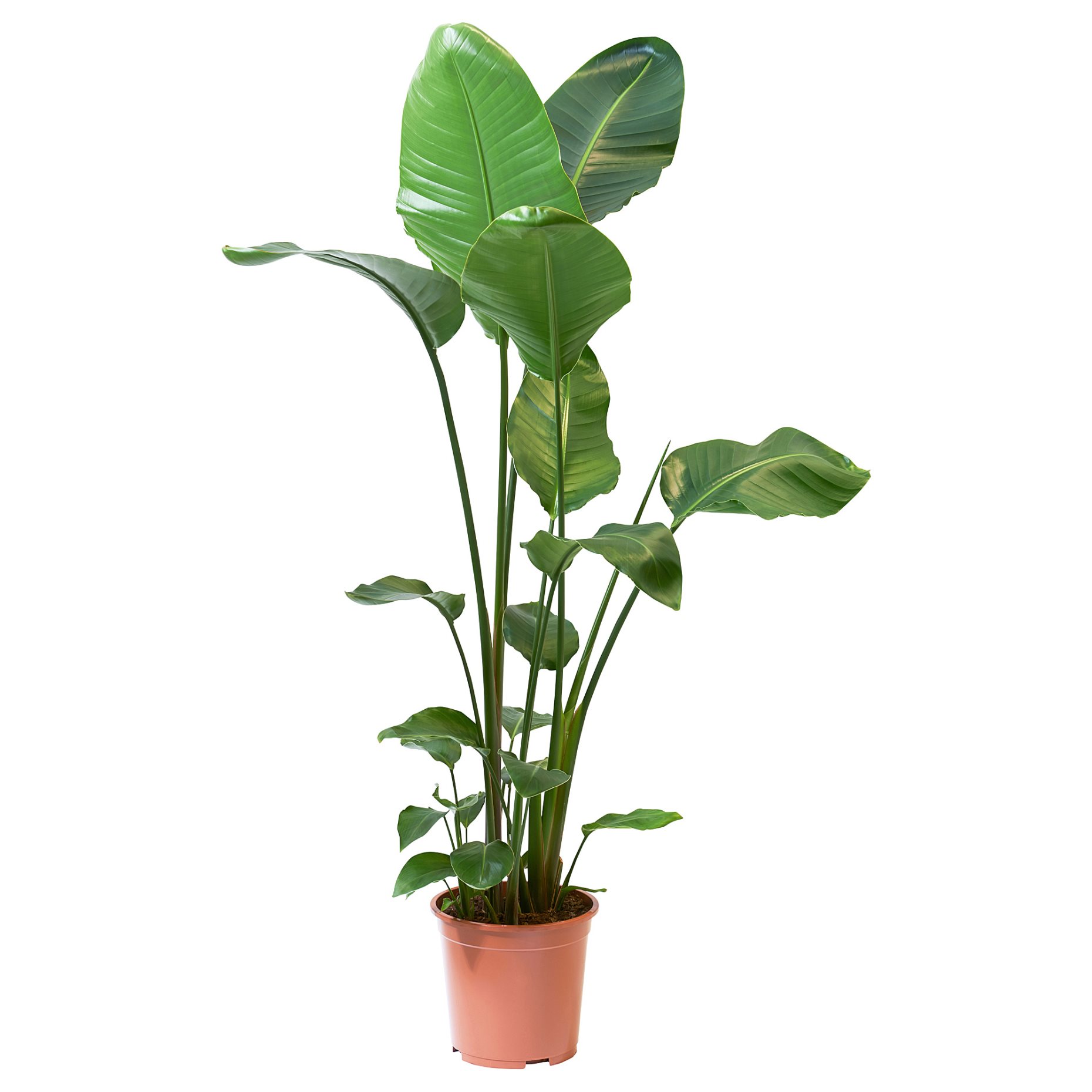STRELITZIA, саксийно растение, 204.662.53