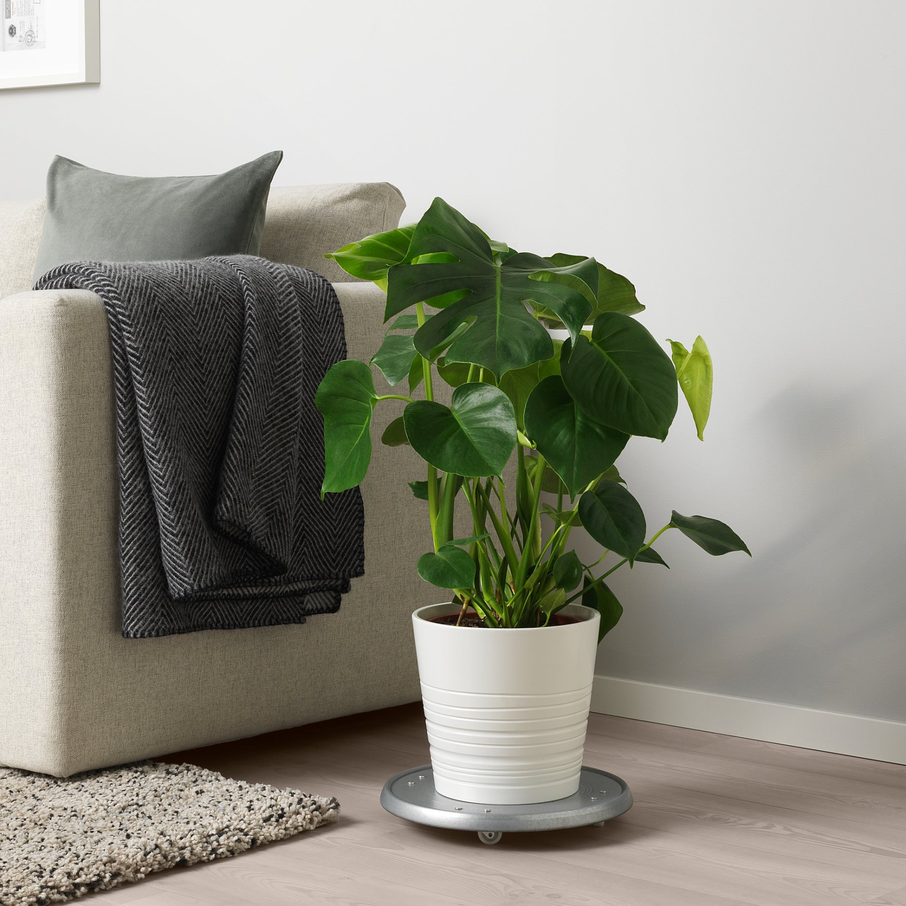 MONSTERA, саксийно растение, Монстера, 303.494.90