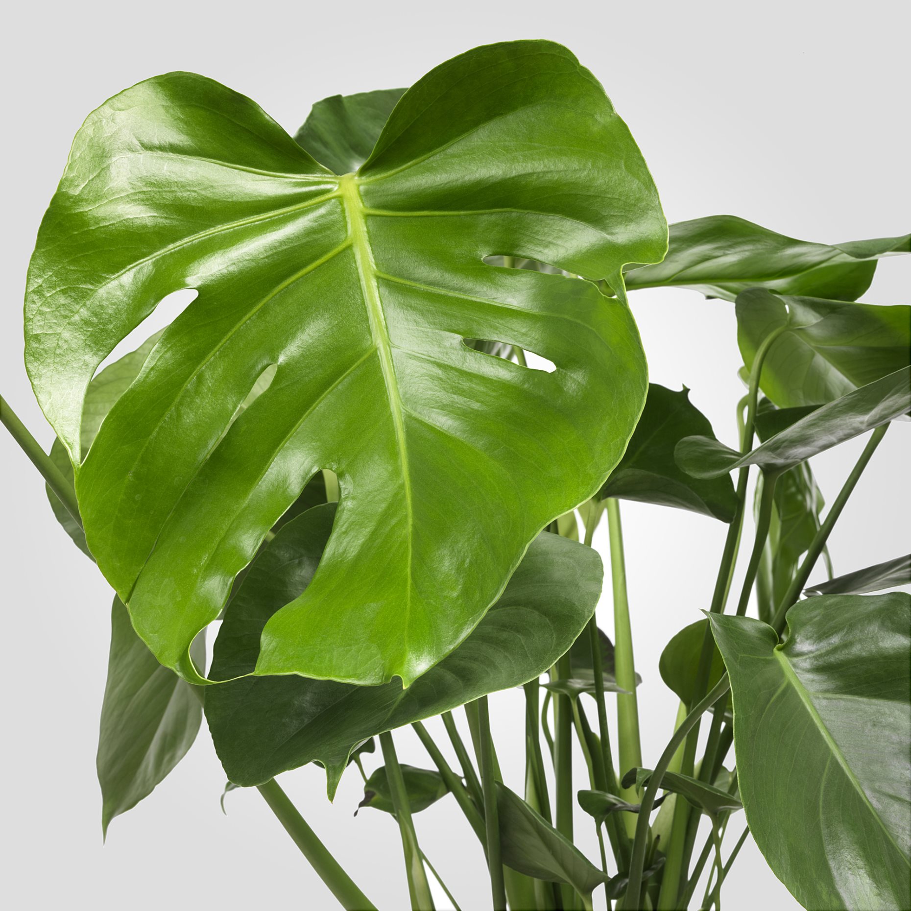 MONSTERA, саксийно растение, Монстера, 303.494.90