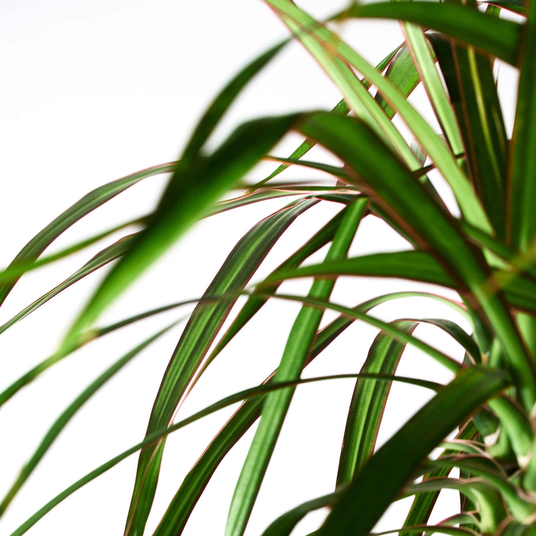 DRACAENA, Саксийно растение, 404.084.55