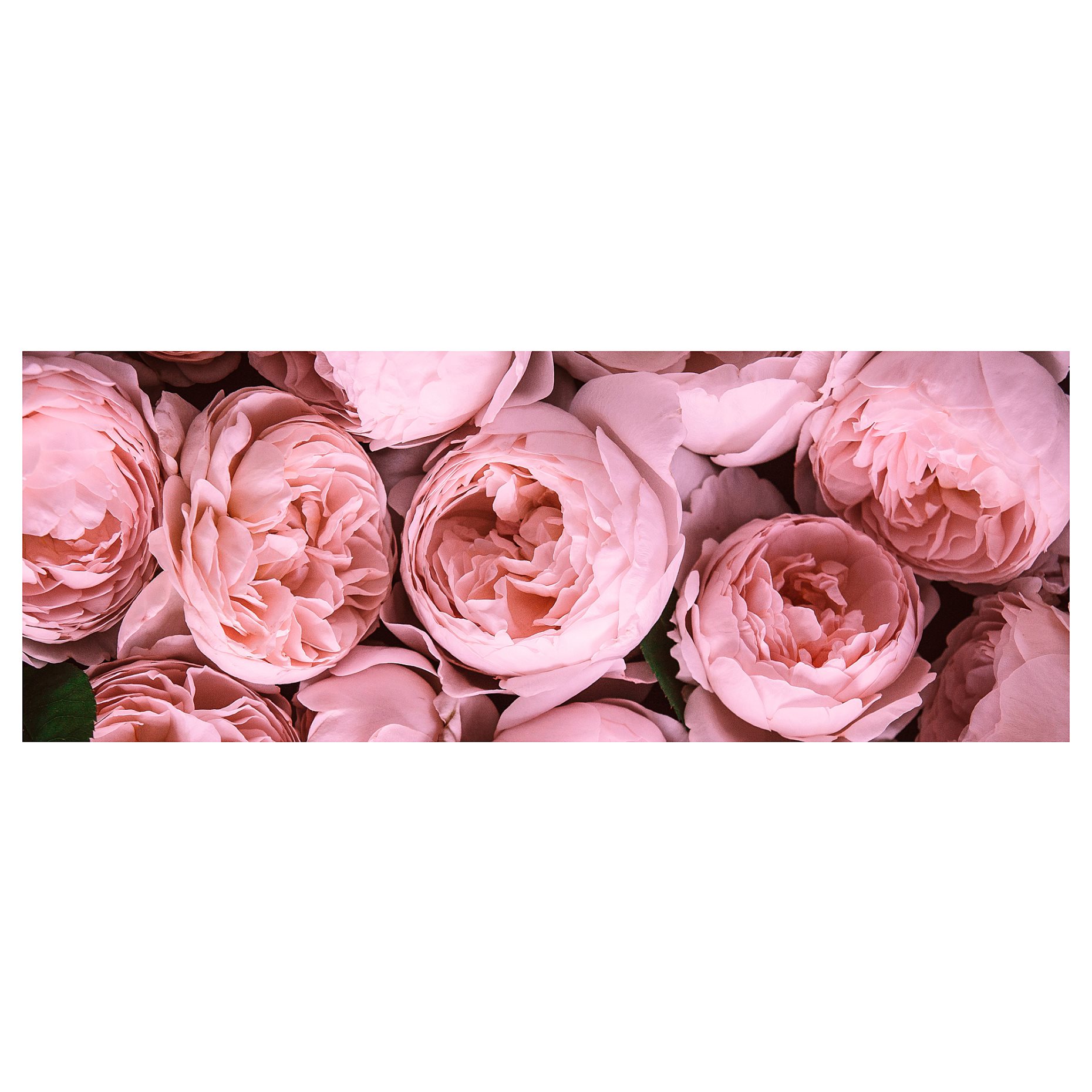 BJÖRKSTA, картина "Розов божур", 56x140см, 404.482.20