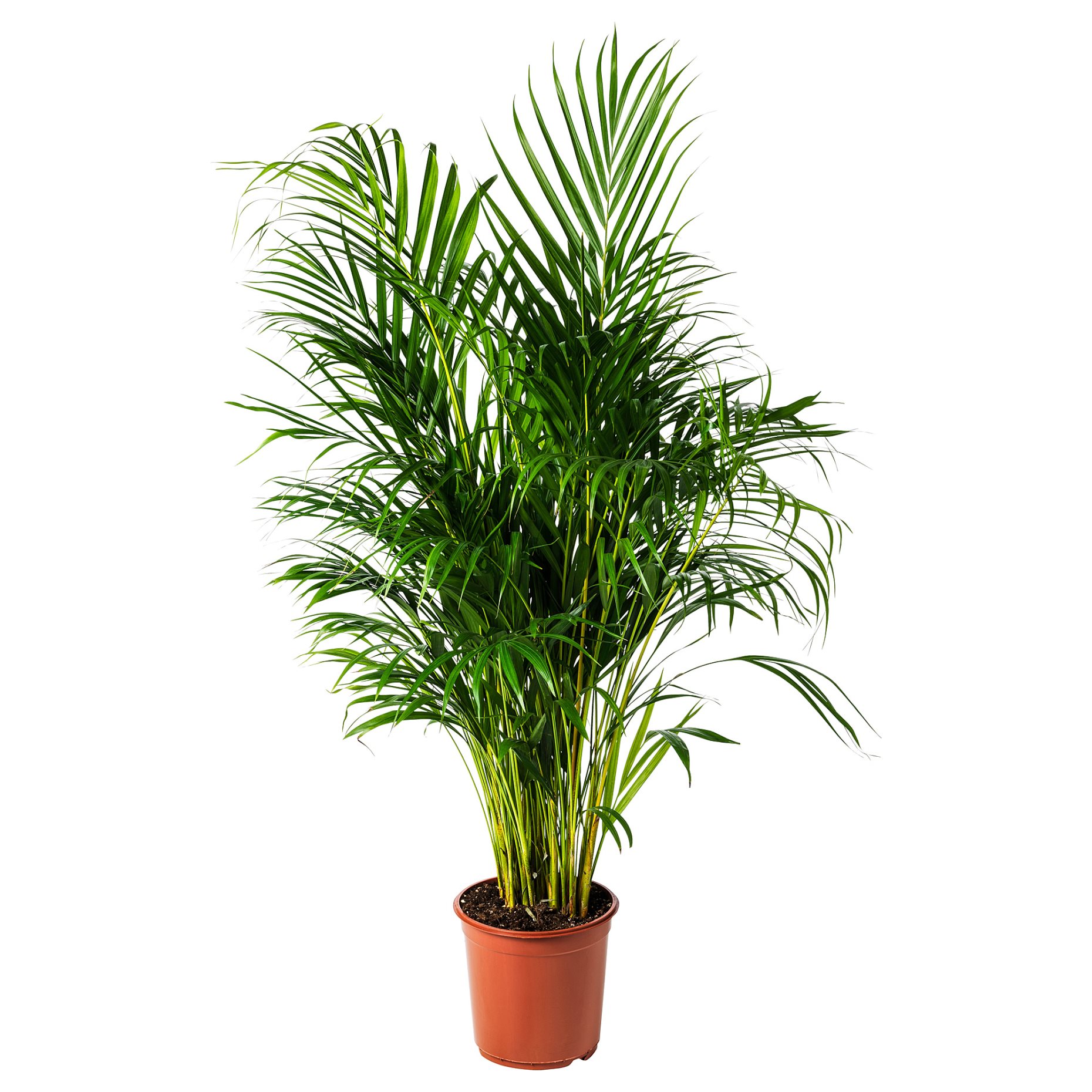 LUTESCENS, саксийно растение 24 см, Палма Areca, 468.040.05
