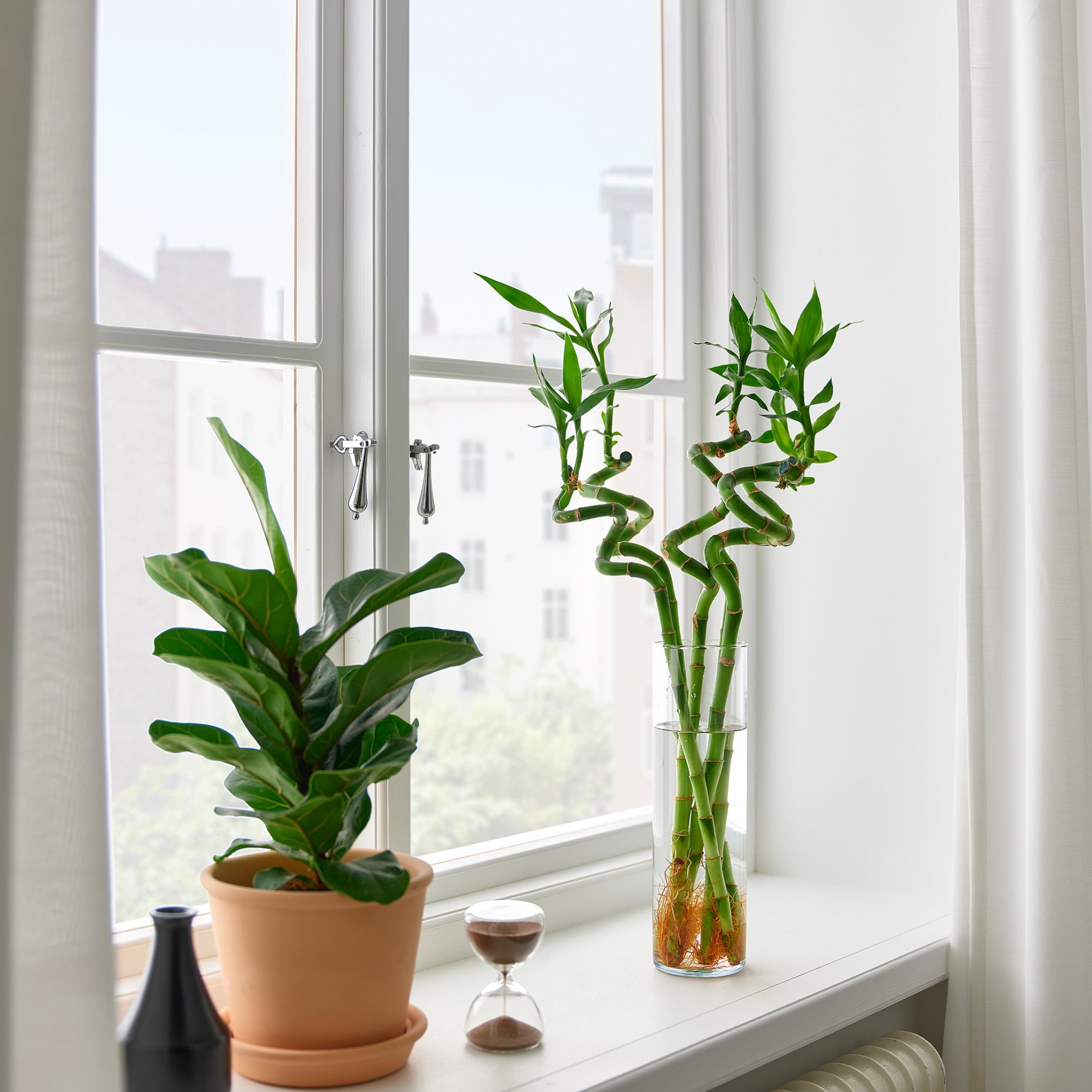 DRACAENA, растение, Бамбук Lucky/спирала, 500.645.89