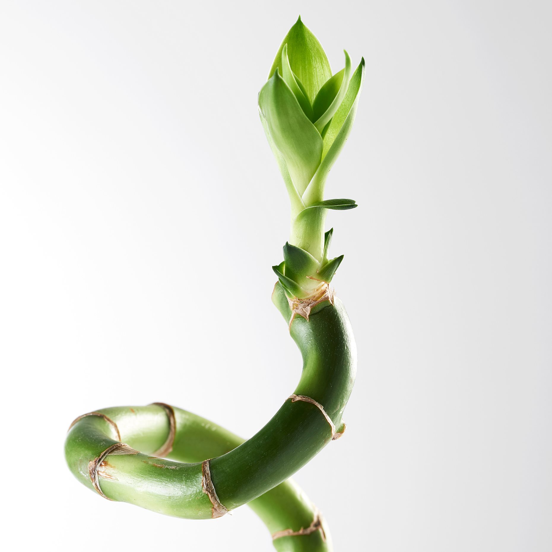 DRACAENA, растение, Бамбук Lucky/спирала, 500.645.89