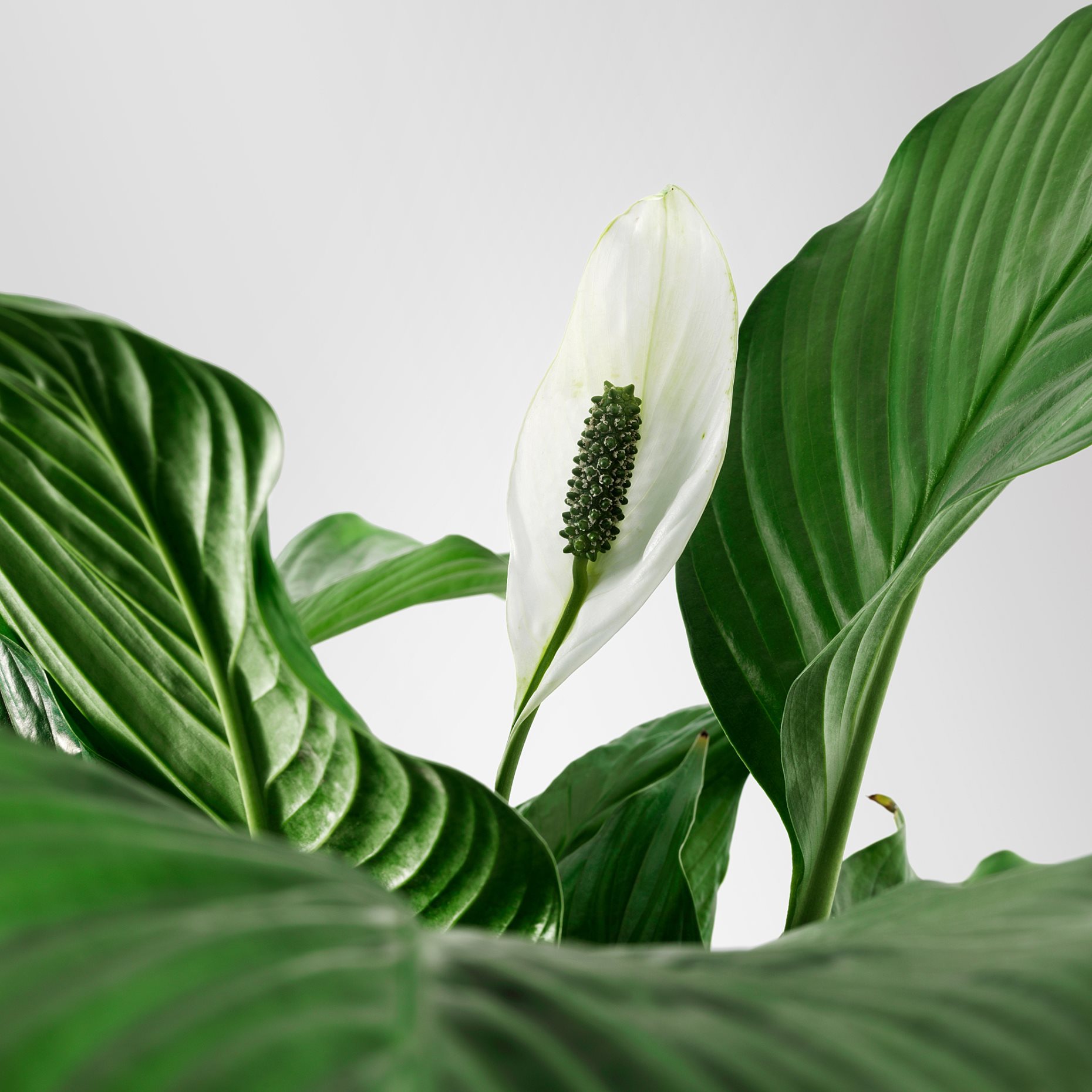 SPATHIPHYLLUM, саксийно растение, Спатифилум, 601.449.01
