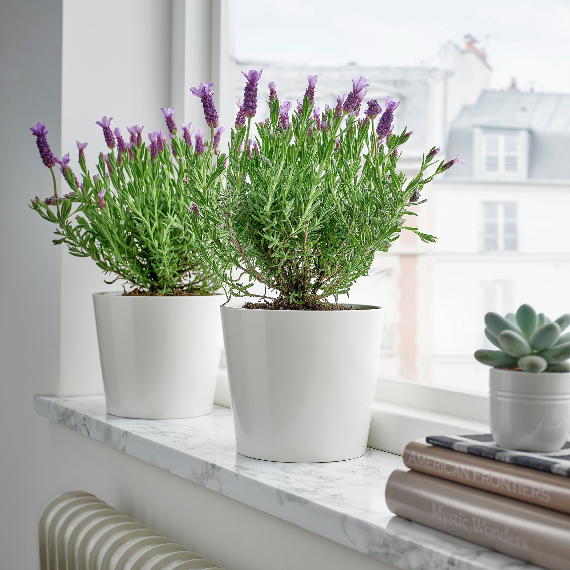 LAVANDULA, Саксийно растение лавандула, 606.239.96
