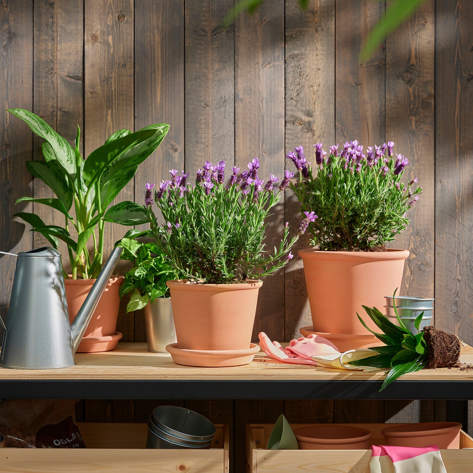LAVANDULA, Саксийно растение лавандула, 606.239.96