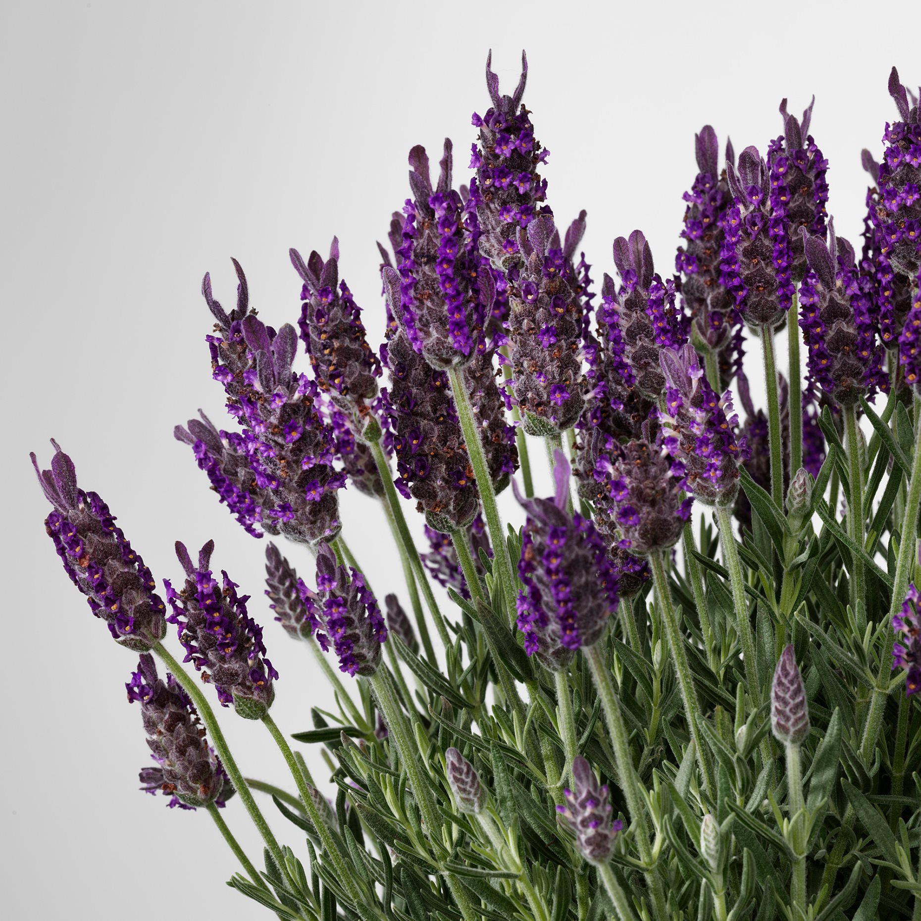 LAVANDULA, Саксийно растение лавандула, 606.239.96
