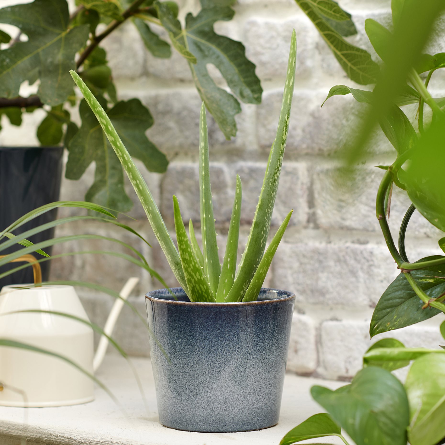 ALOE VERA, саксийно растение, 702.766.51