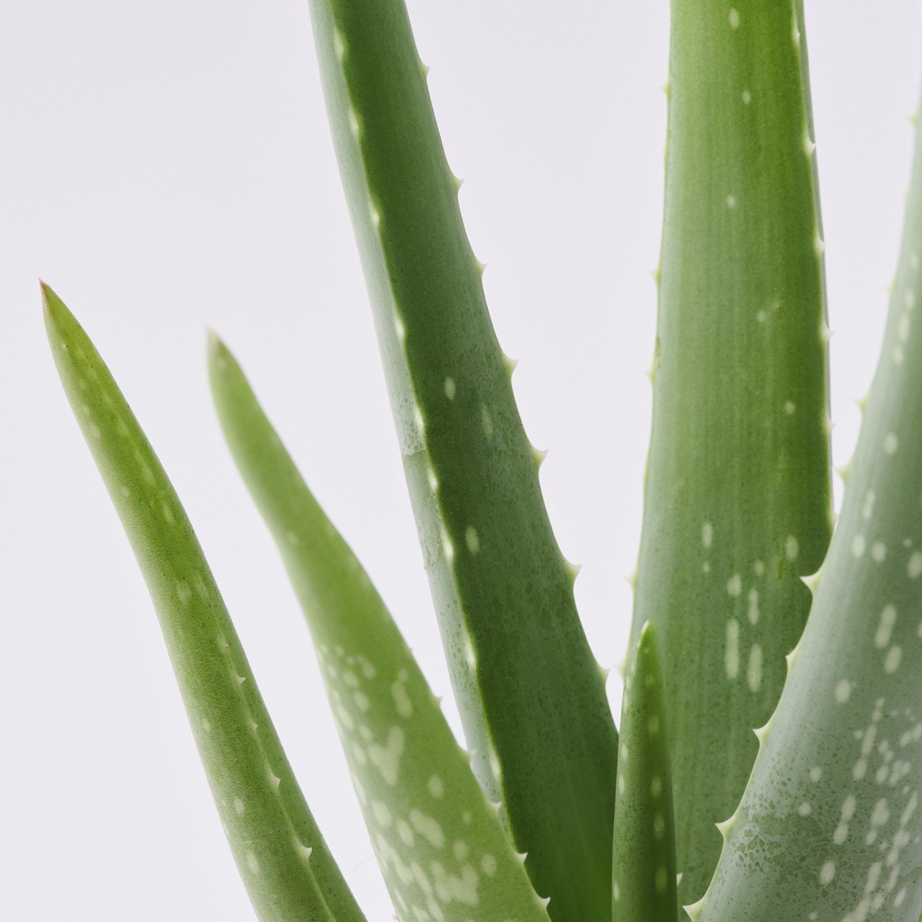 ALOE VERA, саксийно растение, 702.766.51