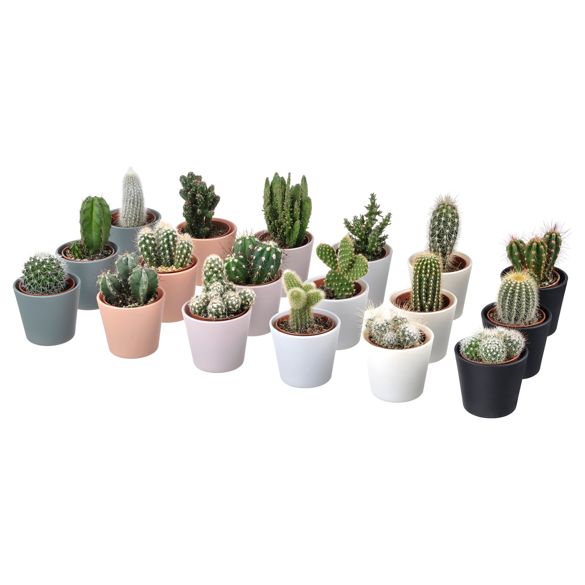 CACTACEAE, саксийно растение+саксия, Кактус, 3 бр/к-т, 704.020.32