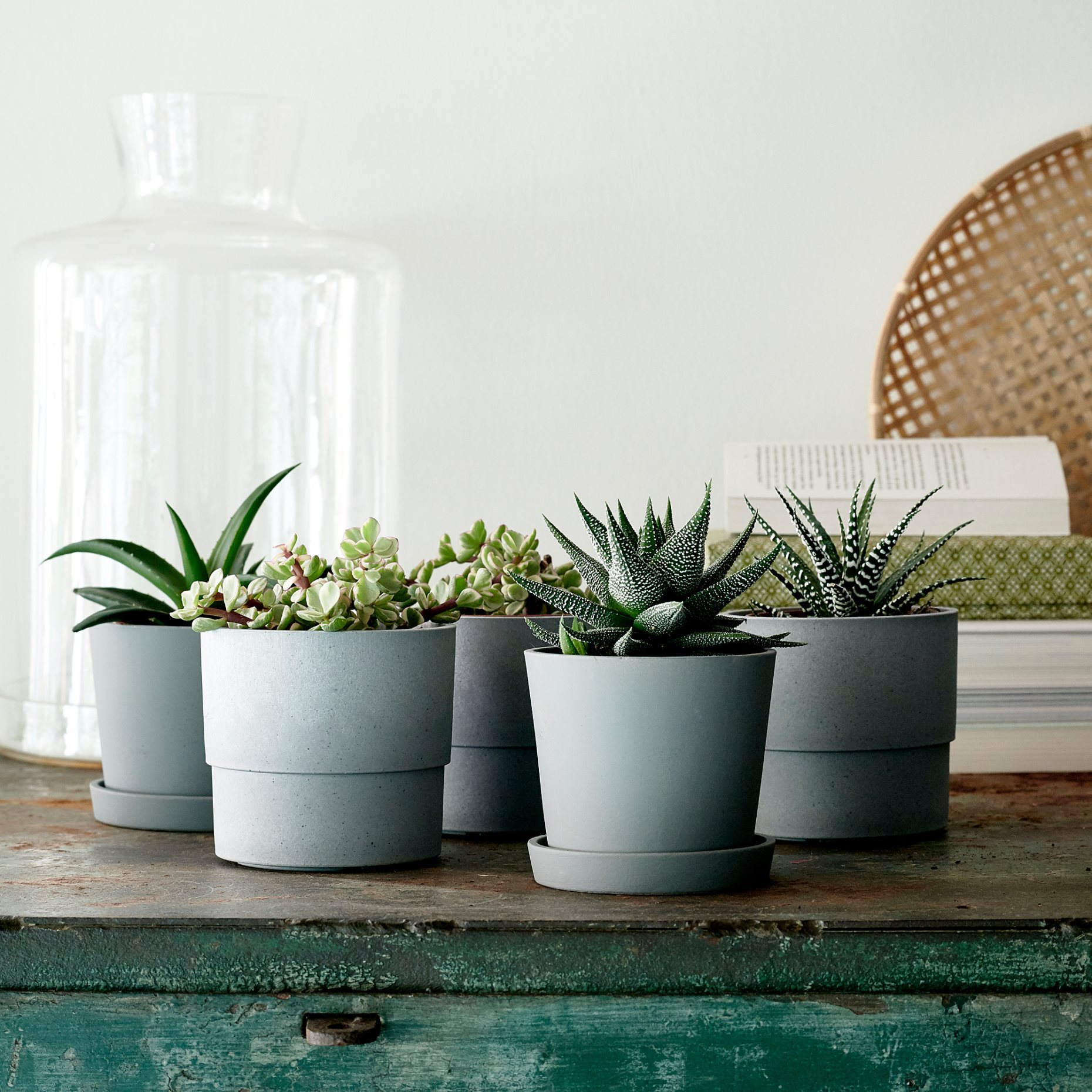 SUCCULENT, саксийно растение, микс, 103.110.06
