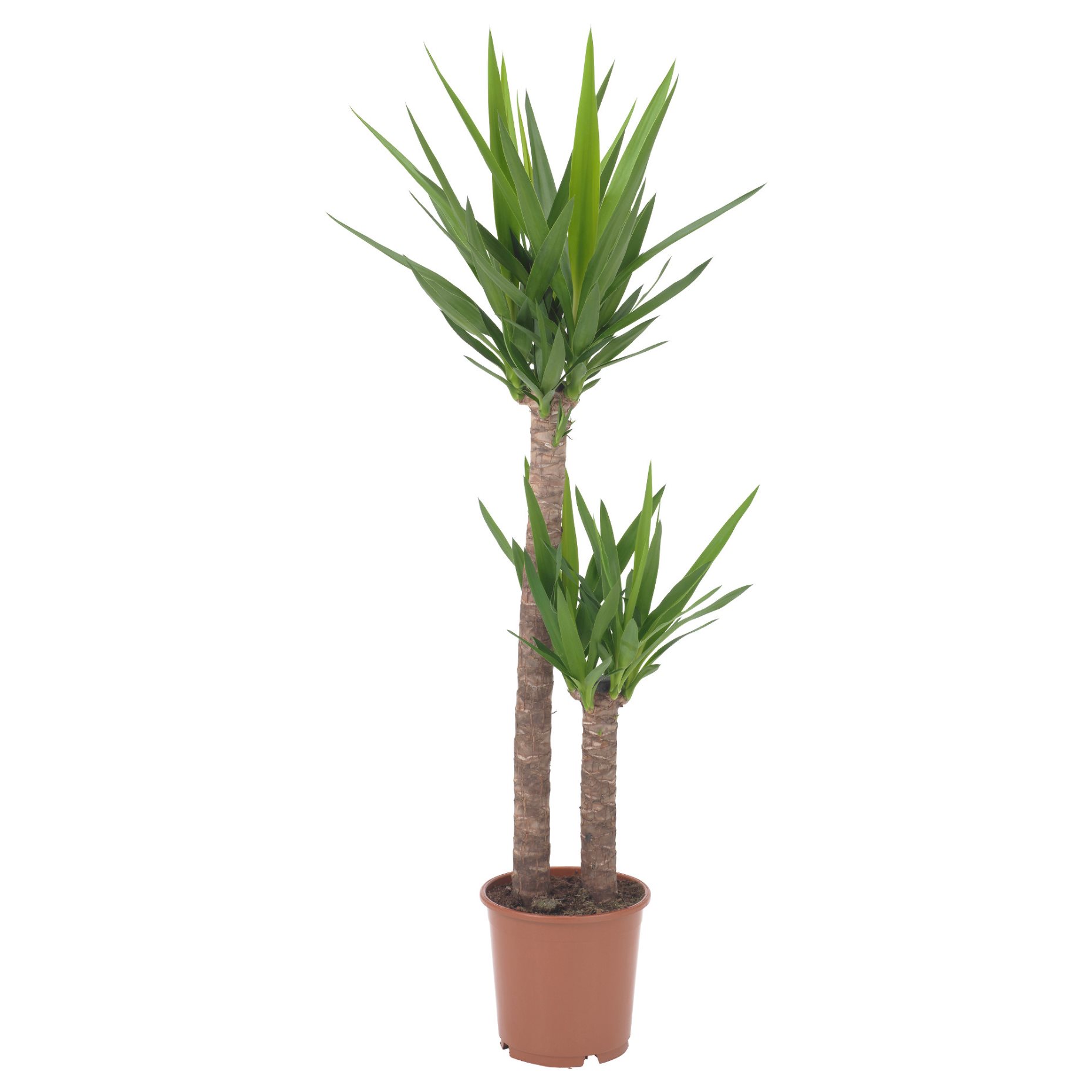 YUCCA, Саксийно растение, 103.293.08
