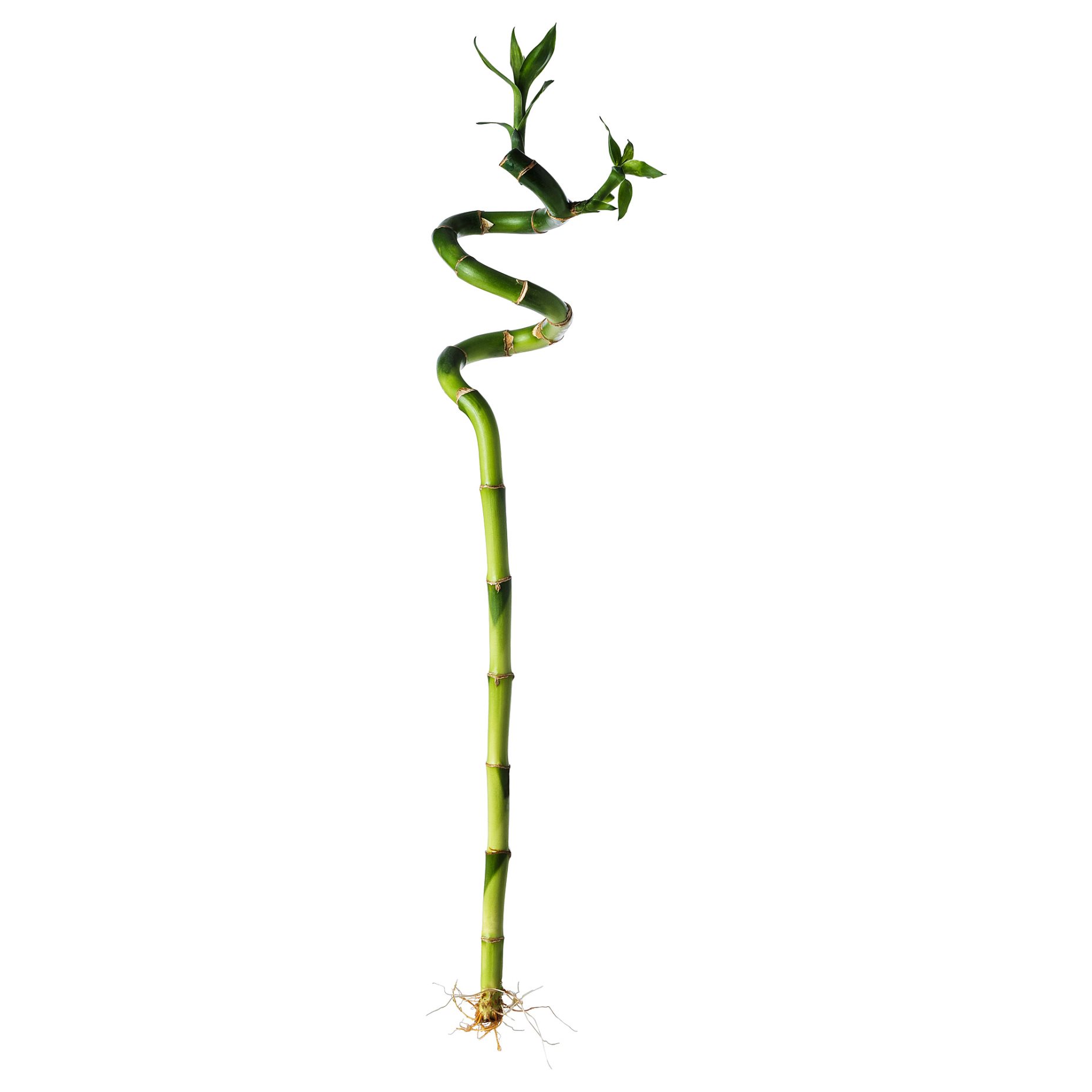 DRACAENA, растение, Бамбук Lucky/спирала, 500.645.89
