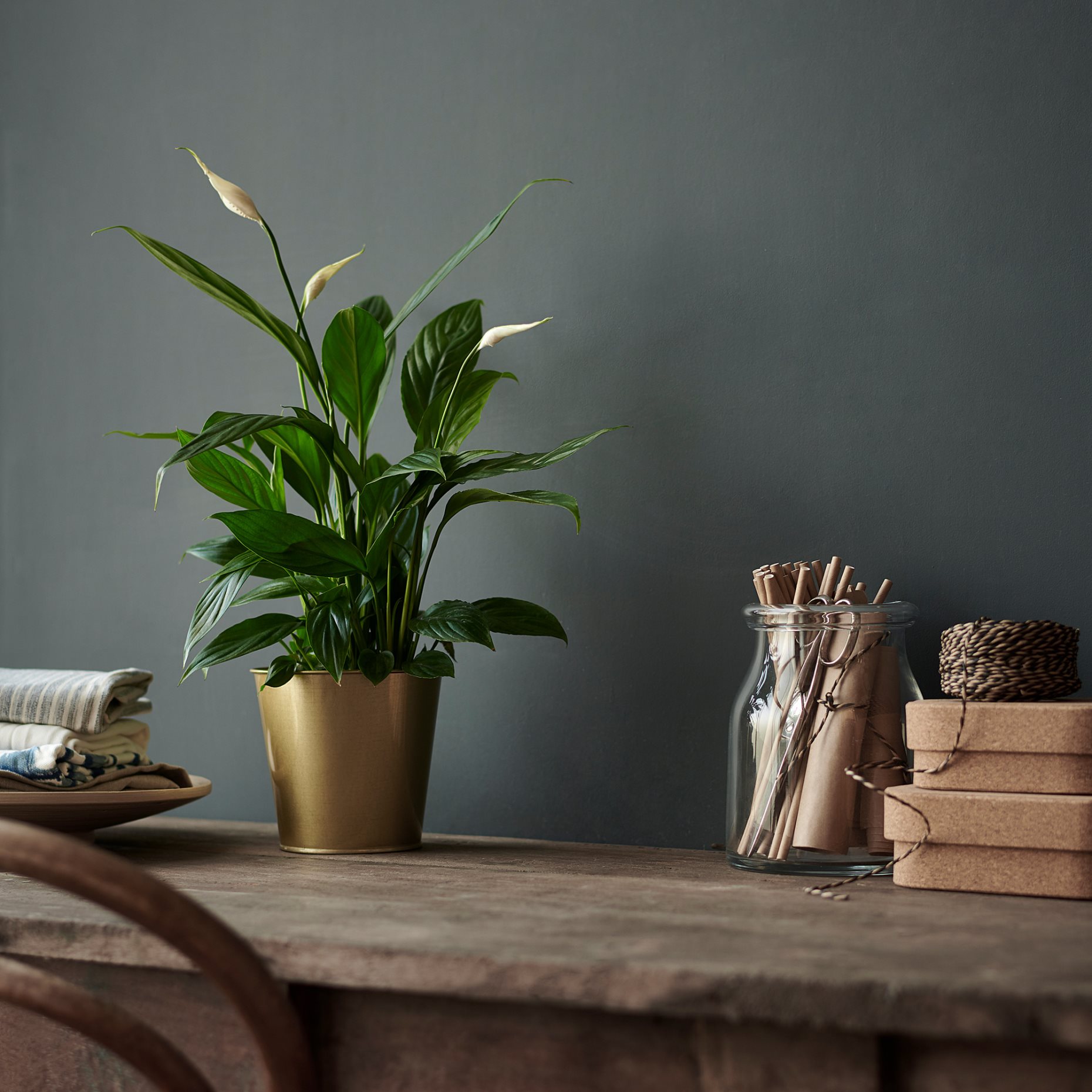 SPATHIPHYLLUM, саксийно растение, Спатифилум, 601.449.01