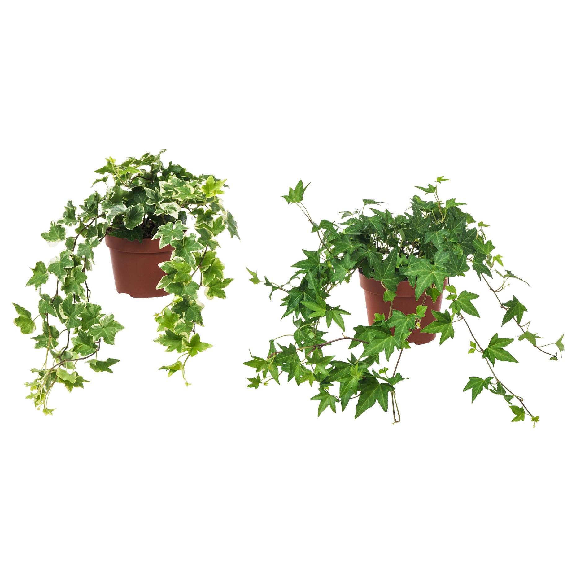 HEDERA HELIX, Естествено саксийно растение, 668.040.47