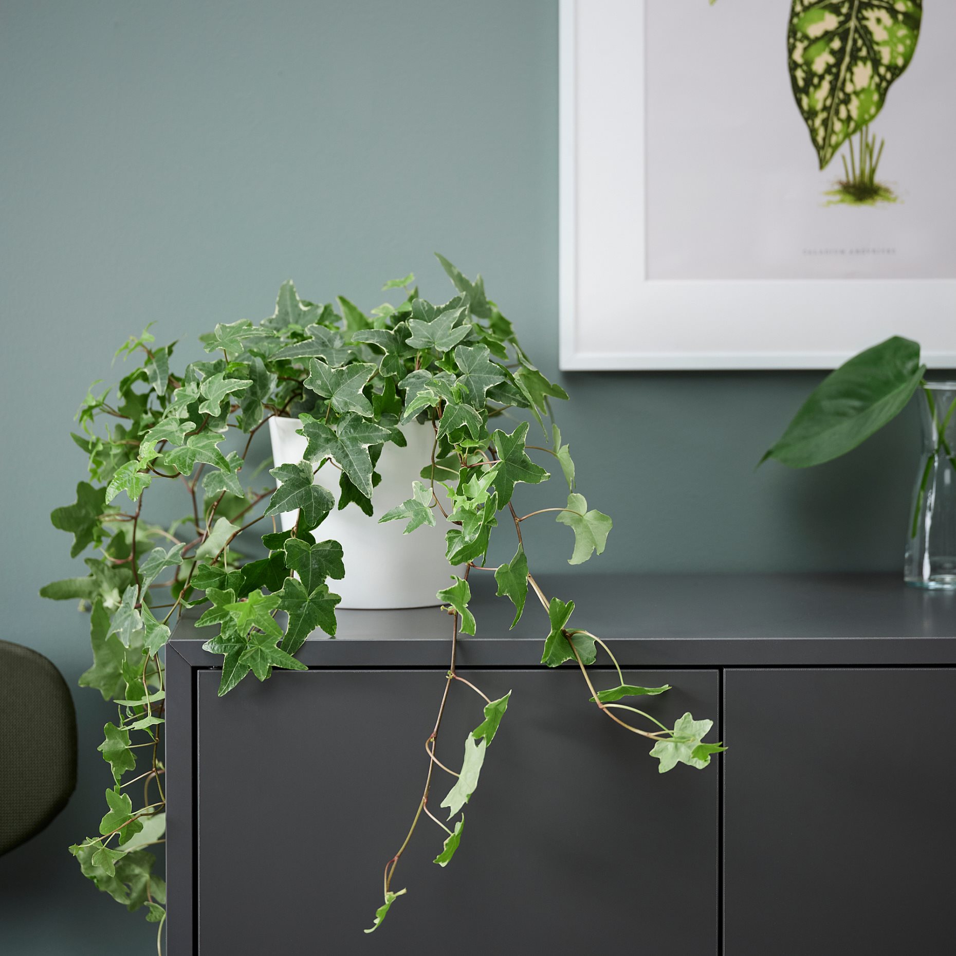 HEDERA HELIX, Естествено саксийно растение, 668.040.47
