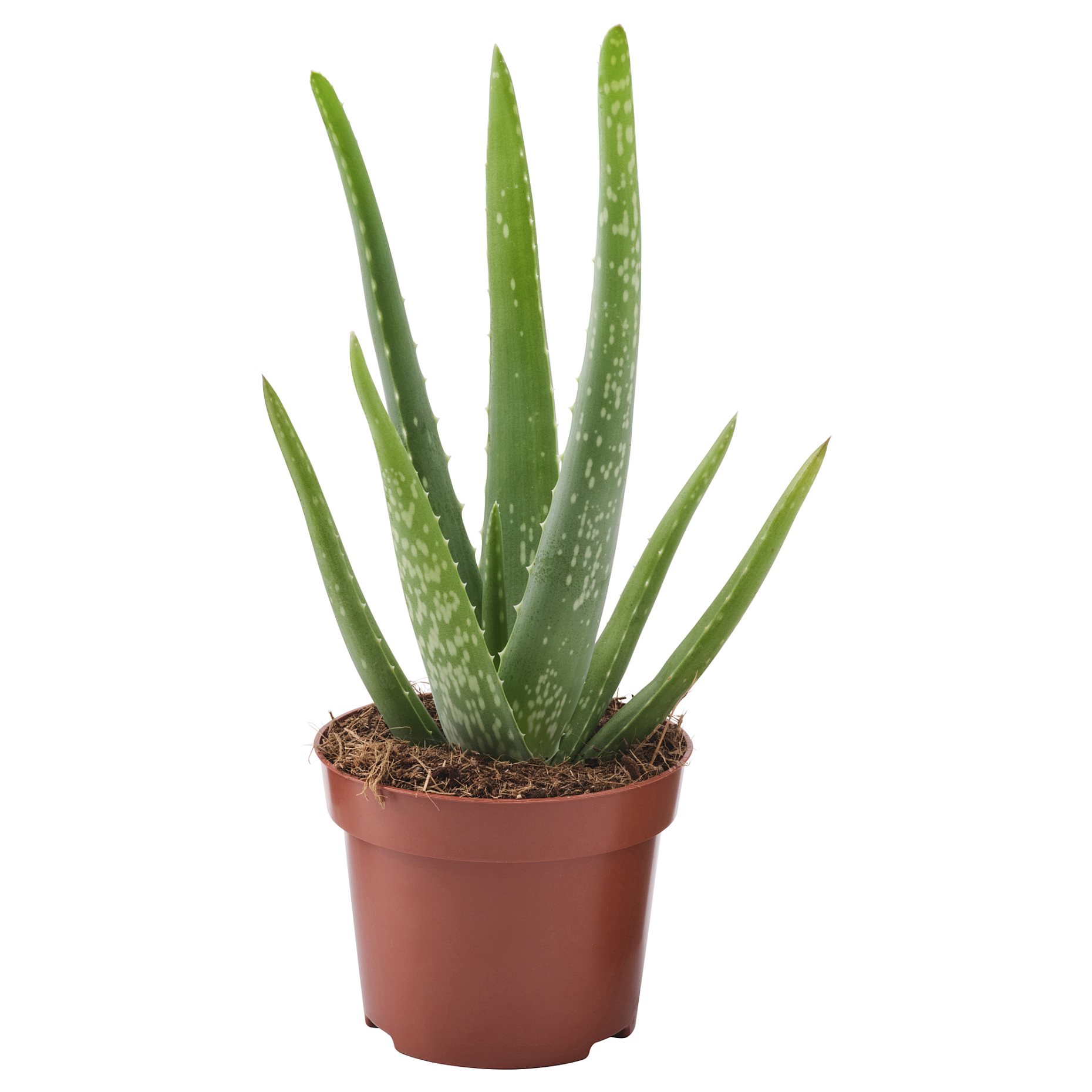 ALOE VERA, саксийно растение, 702.766.51