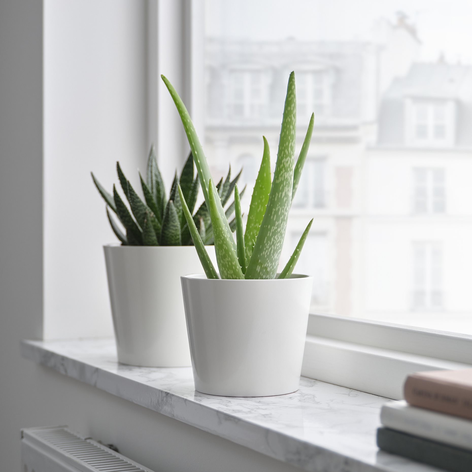 ALOE VERA, саксийно растение, 702.766.51
