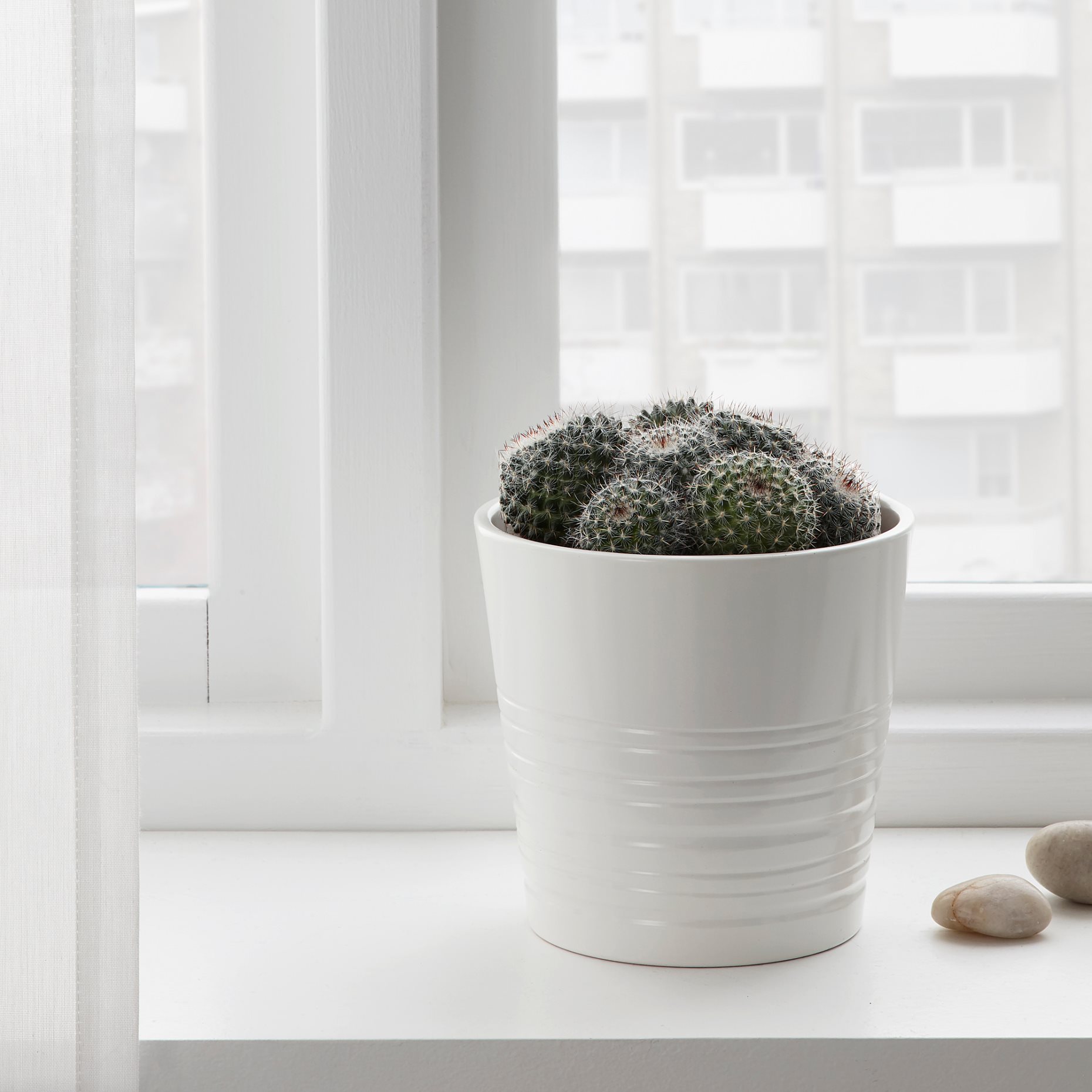 CACTACEAE, саксийно растение, микс, 003.109.60