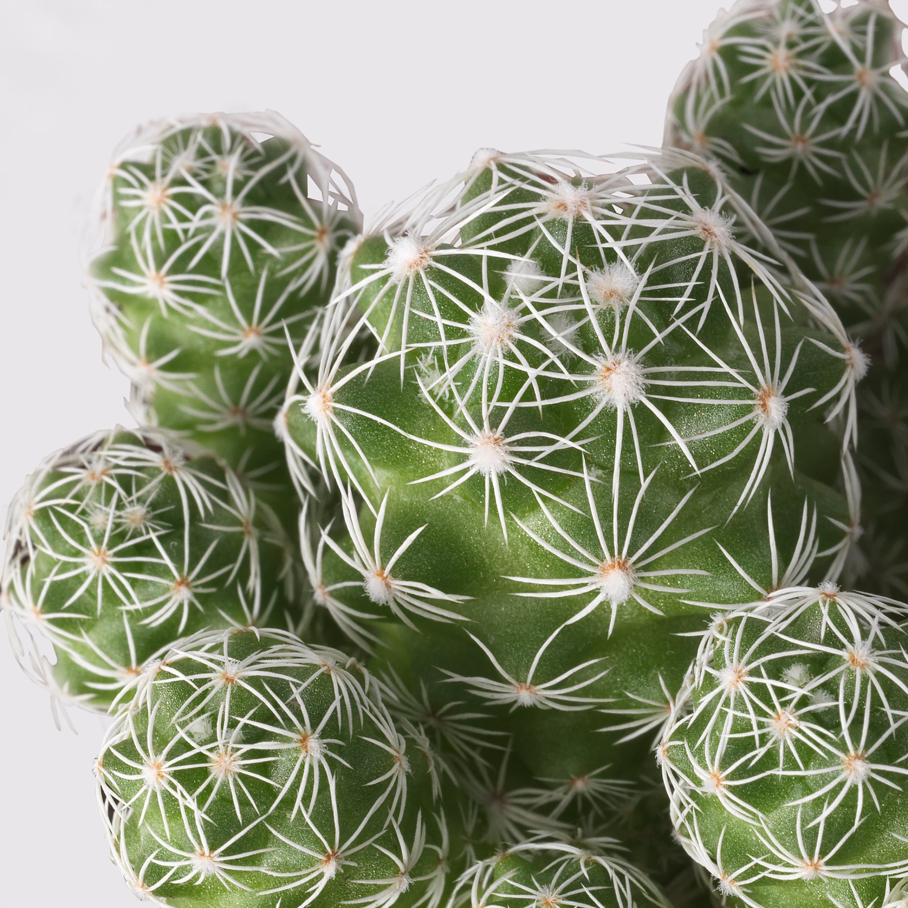 CACTACEAE, саксийно растение, микс, 003.109.60