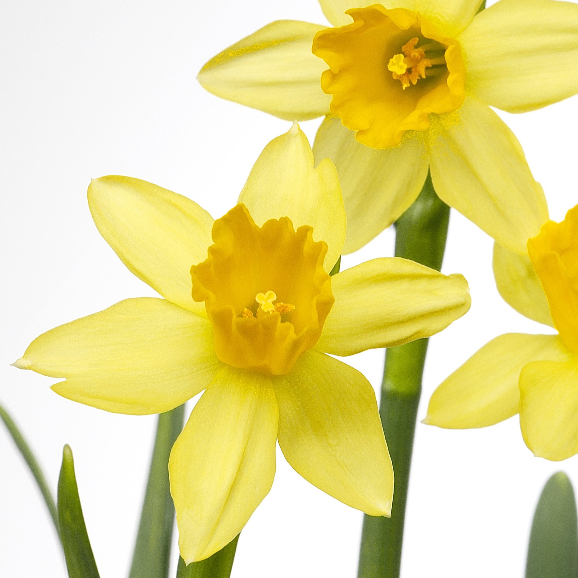 NARCISSUS, саксийно растение, Нарцис, 005.930.87