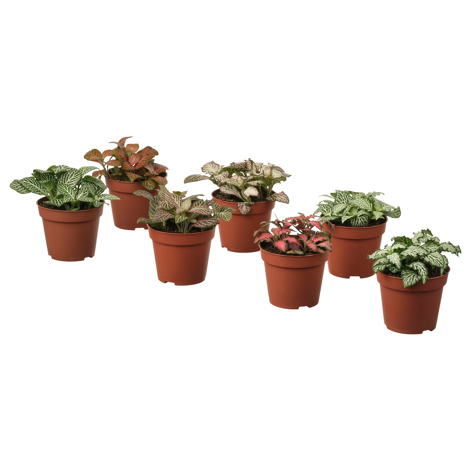 FITTONIA, Саксийно растение, Фитония, 005.986.93