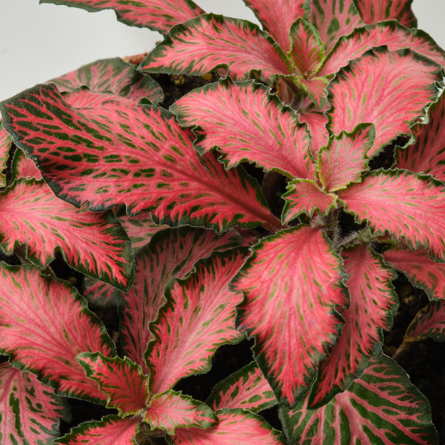 FITTONIA, Саксийно растение, Фитония, 005.986.93